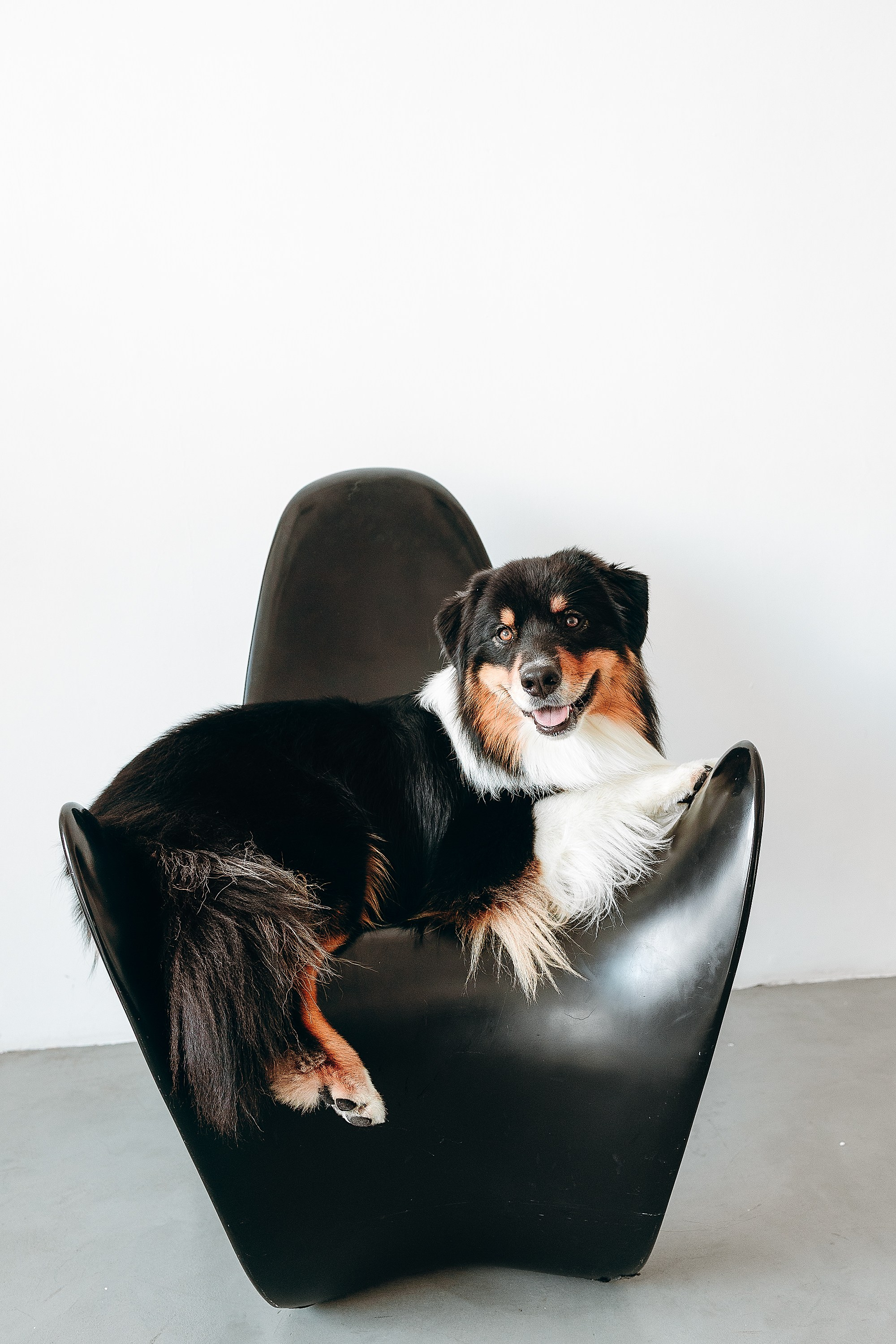 День рождения Рея. Фотограф. Фотограф-анималист. Москва