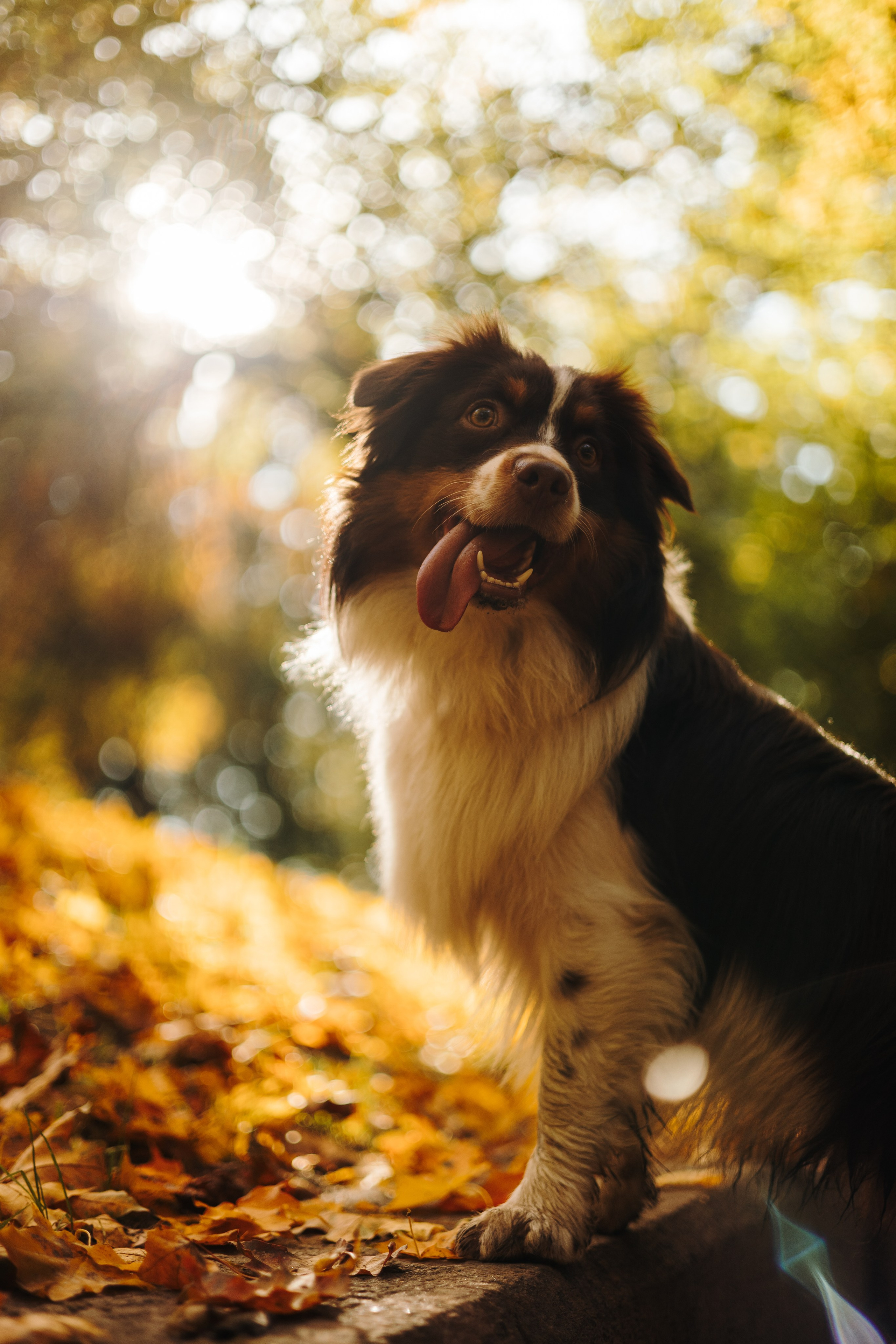 Маффин. Фотограф животных Евгения Верцинская