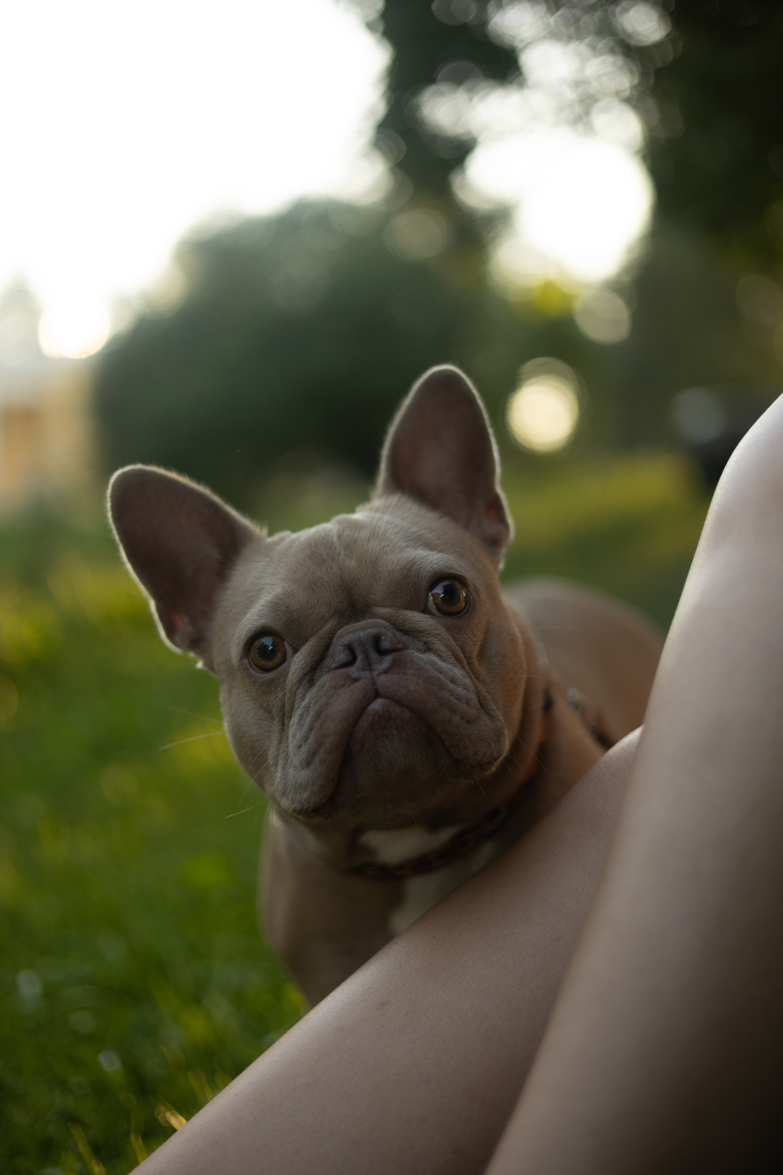 Анастасия и Мейса. Фотограф животных Евгения Верцинская