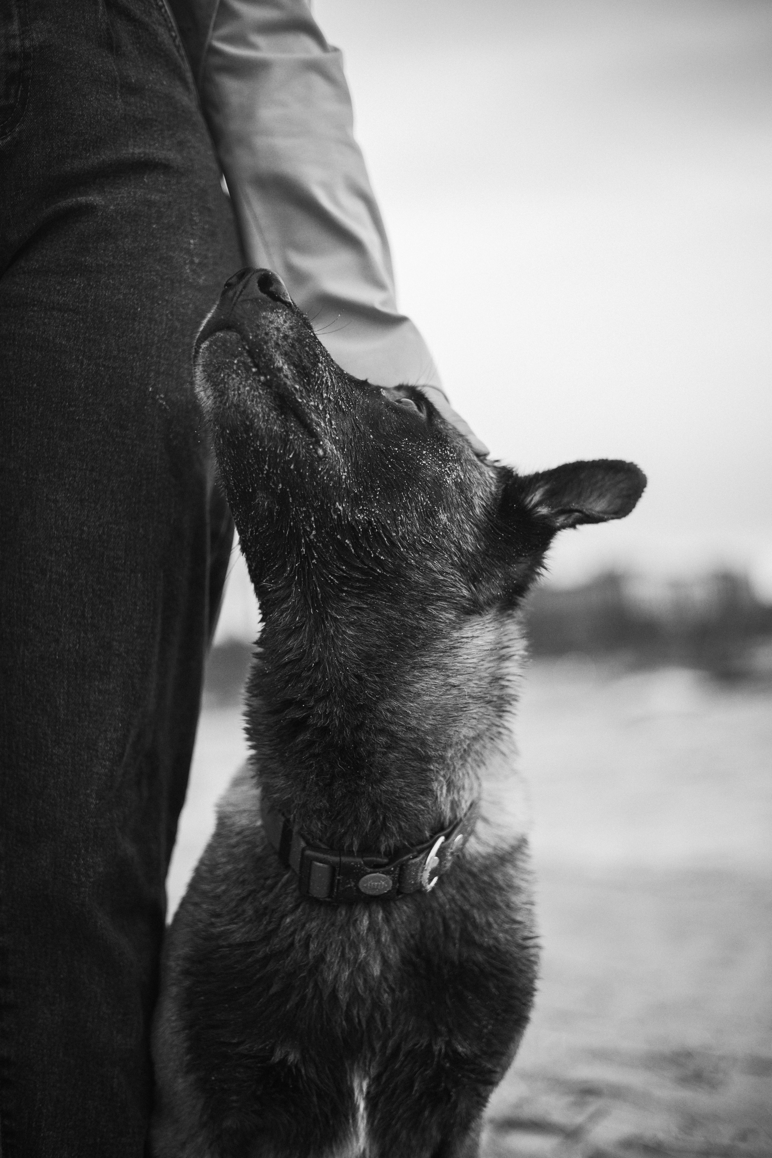 Виктория и Ванхельсинг. Фотограф животных Евгения Верцинская