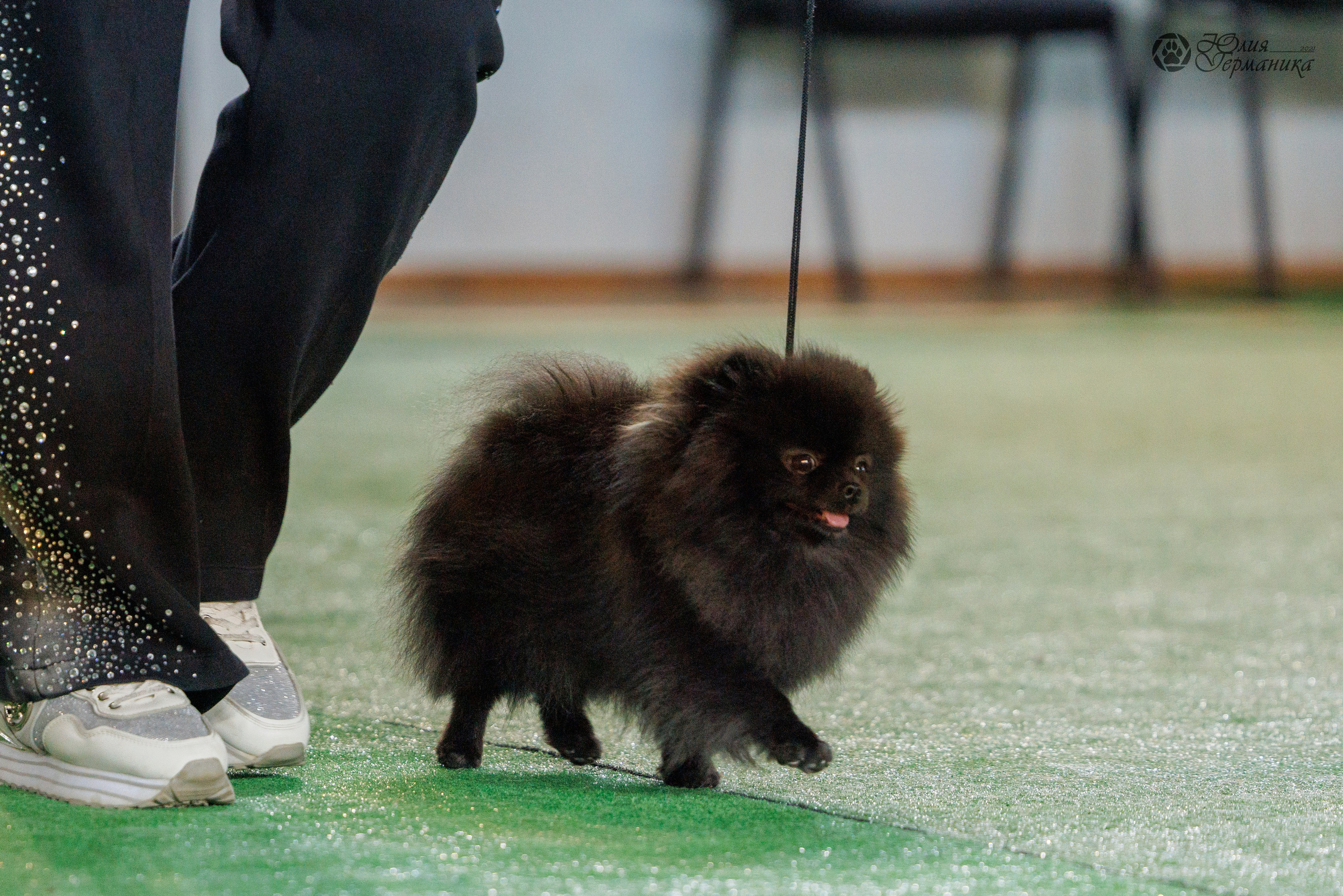Грузия,Телави 2хCACIB 19-20.10.2024. Фотограф-анималист Юлия Германика