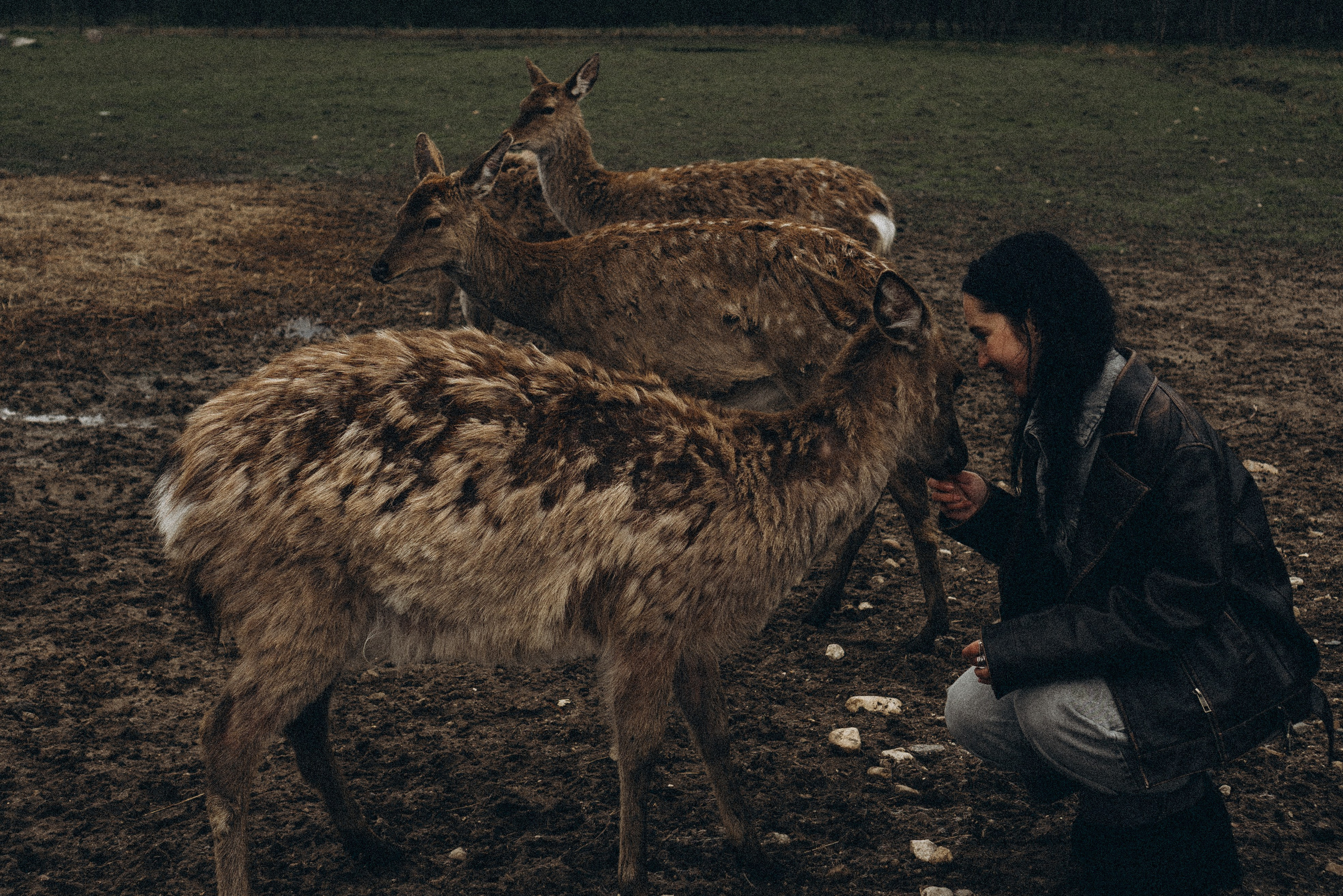 ОЛЕНЬЯ ФЕРМА В ТВЕРИ. Профессиональный фотограф, Санкт-Петербург — Виктория Богомолова