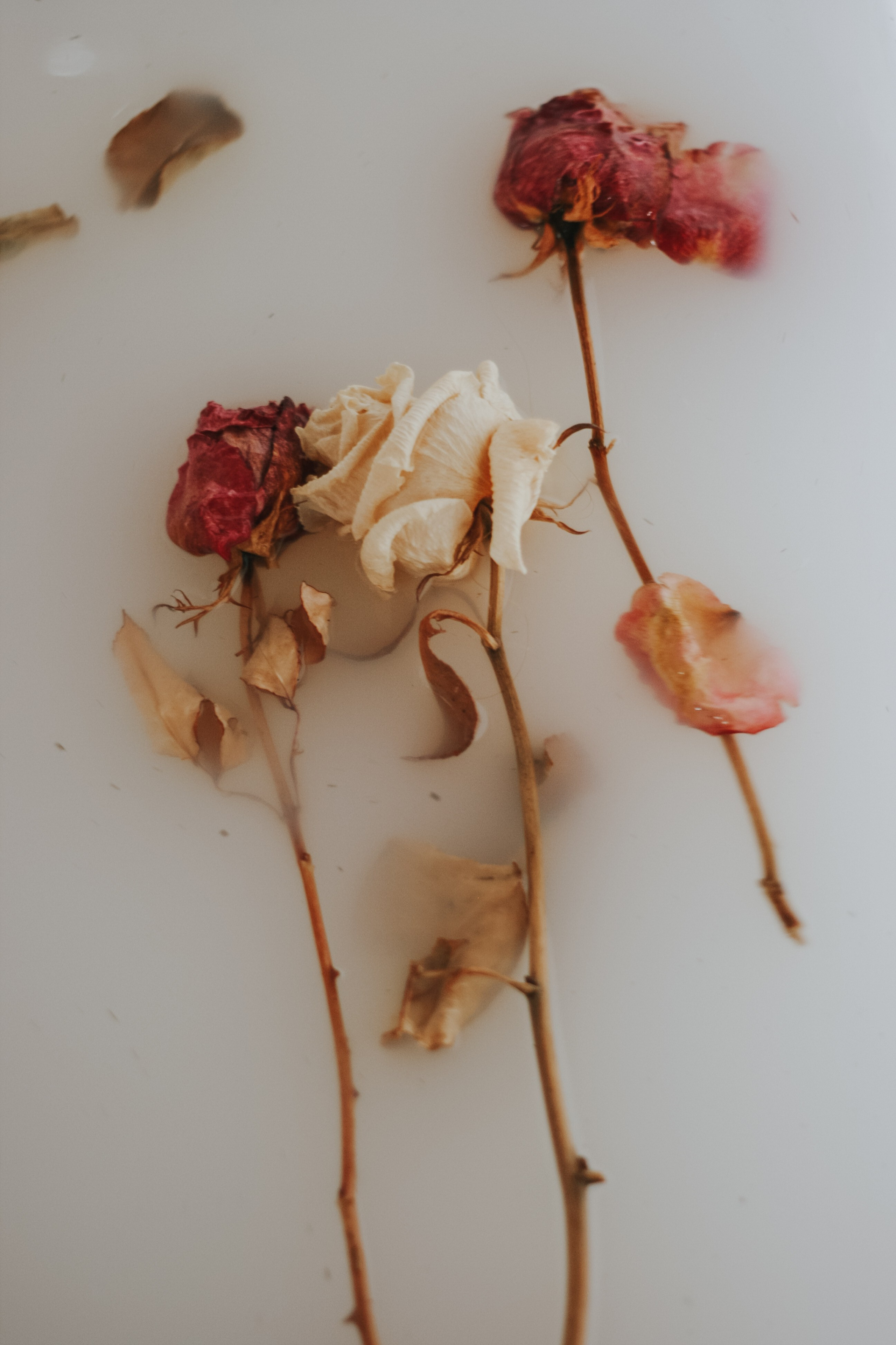 Молоко и розы. Espero Photographer — Фотограф в Санкт-Петербурге