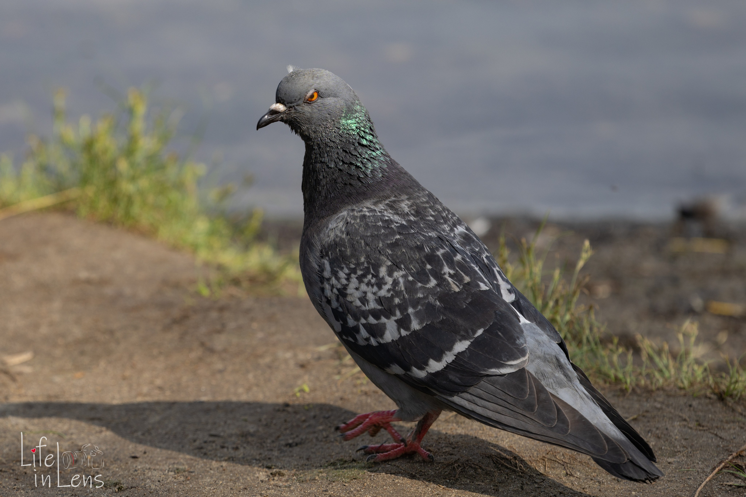 Парк Кузьминки. Фотограф, получающий удовольствие от своей работы