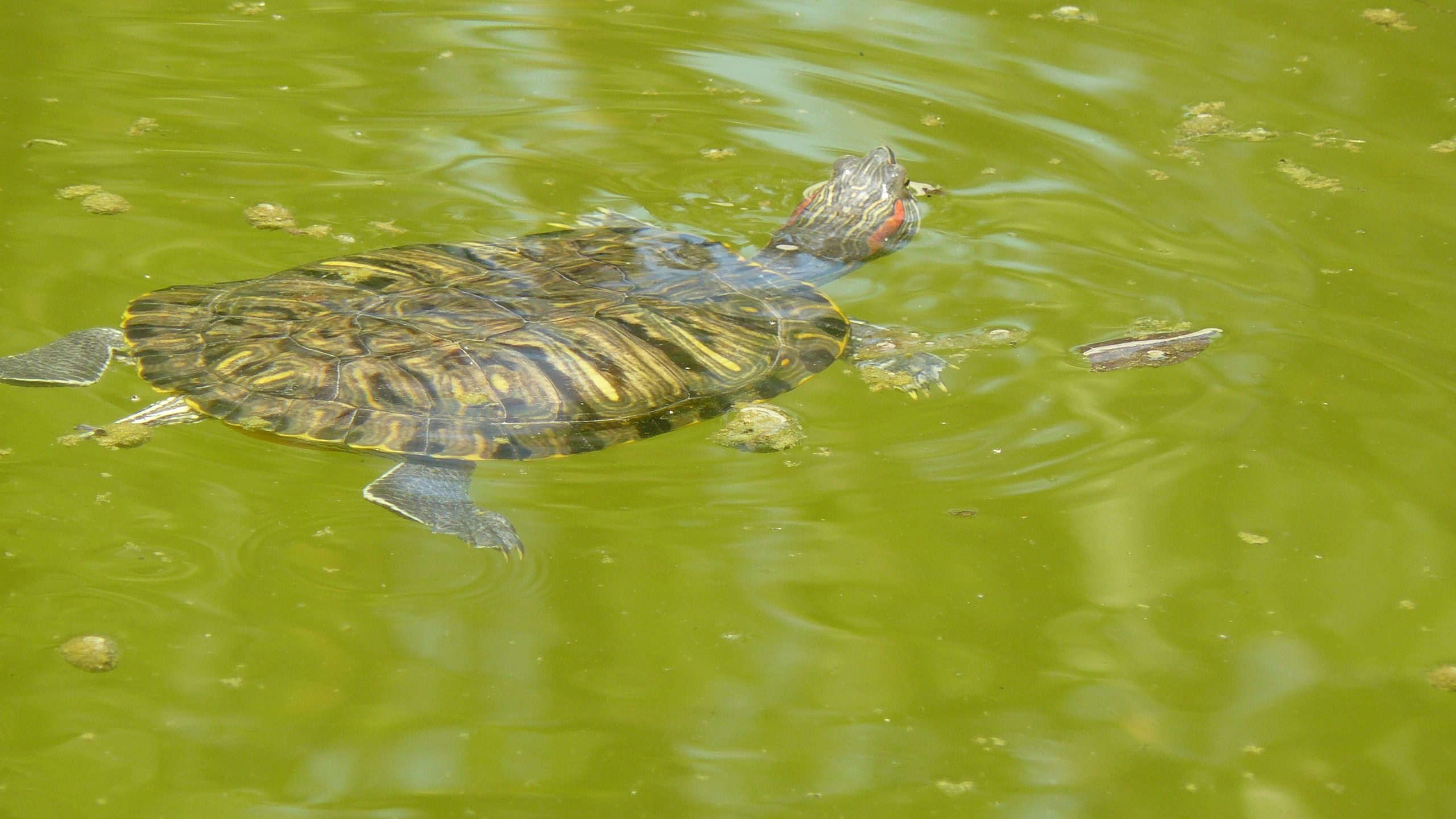 Алания 2015 порт и парк. Фотопрогулки по Миру