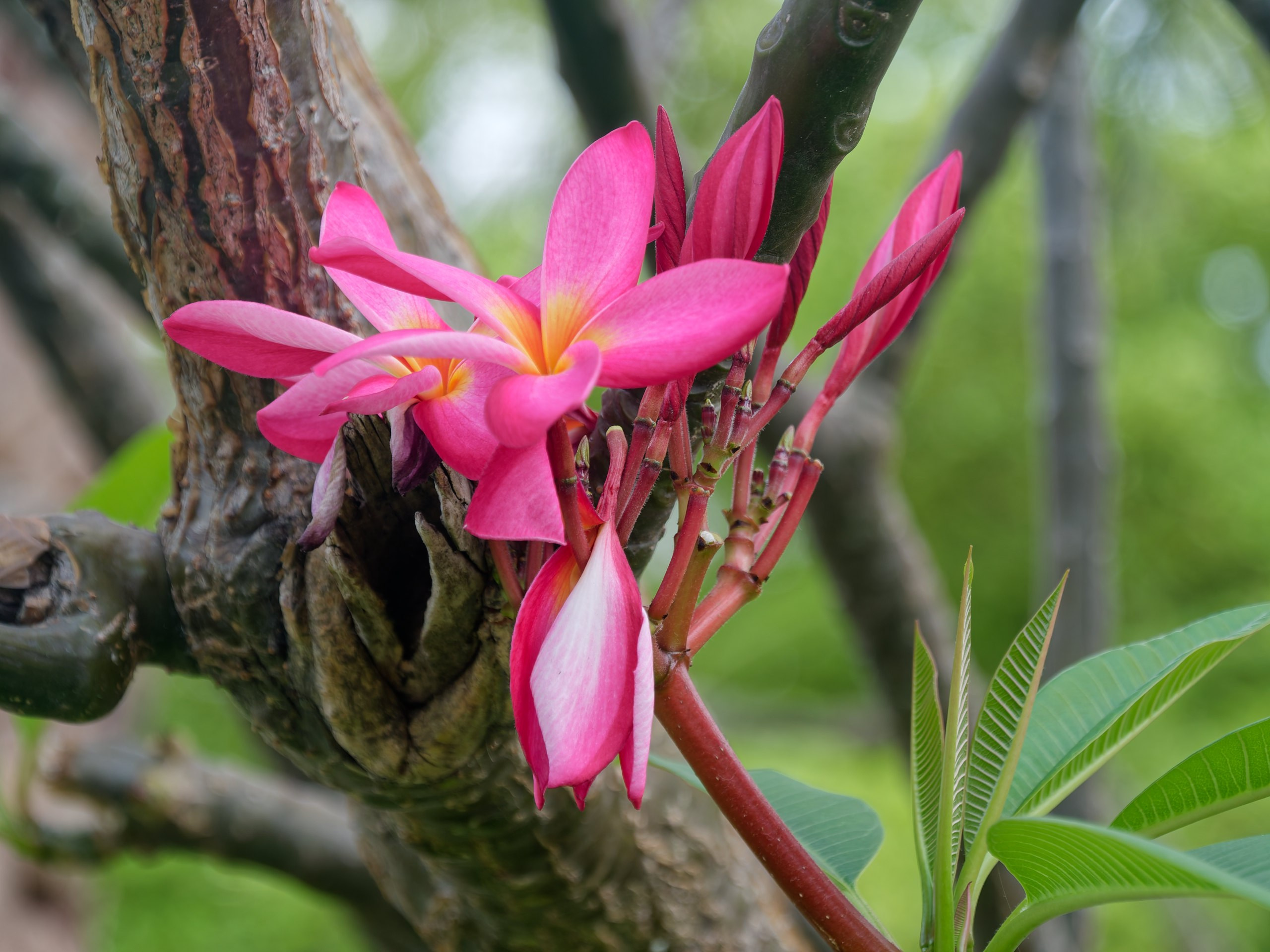 Хайнань 2026, флора, цветы и деревья. Фотопрогулки по Миру