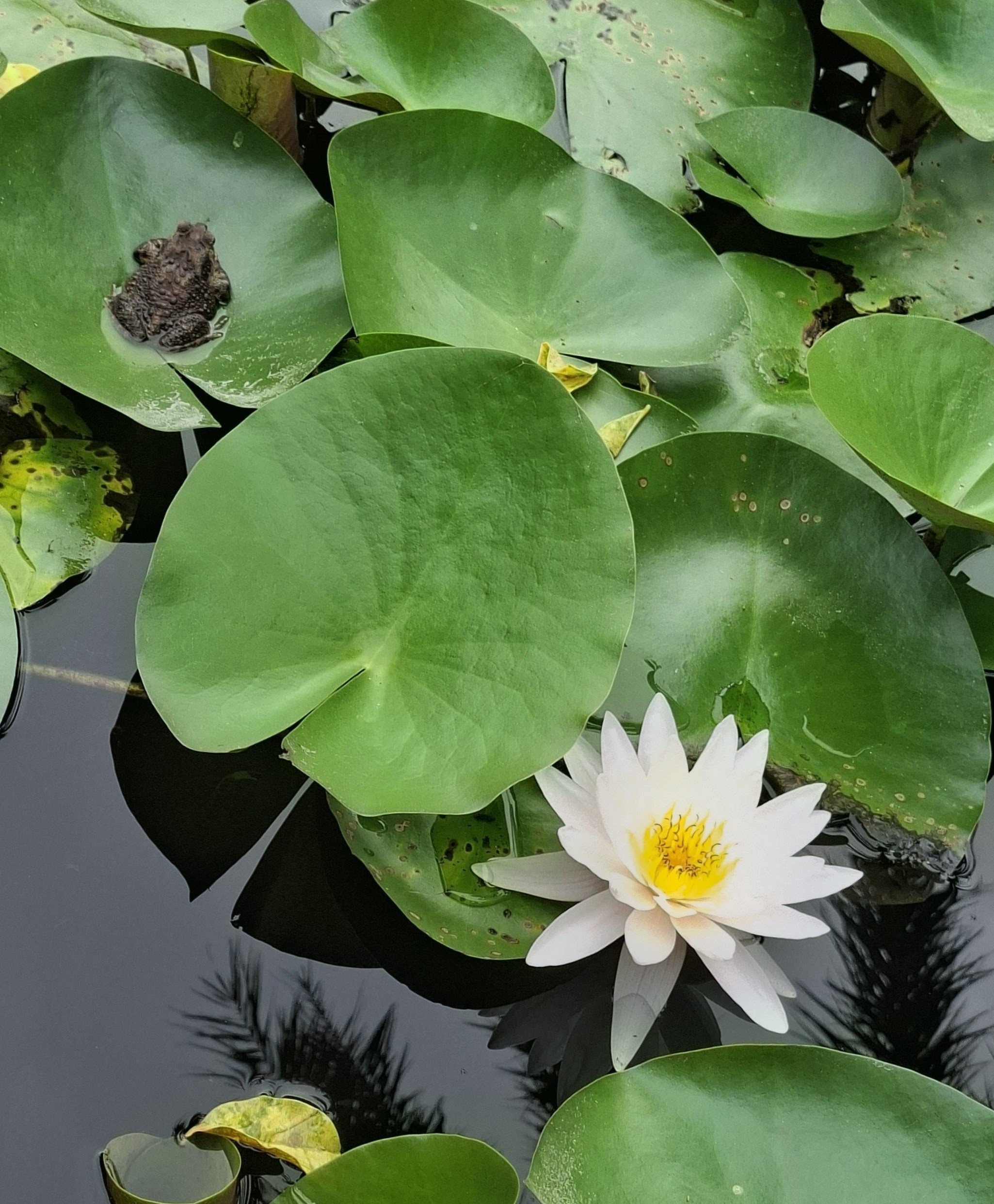 Хайнань 2026, прочая фауна, насекомые. Фотопрогулки по Миру