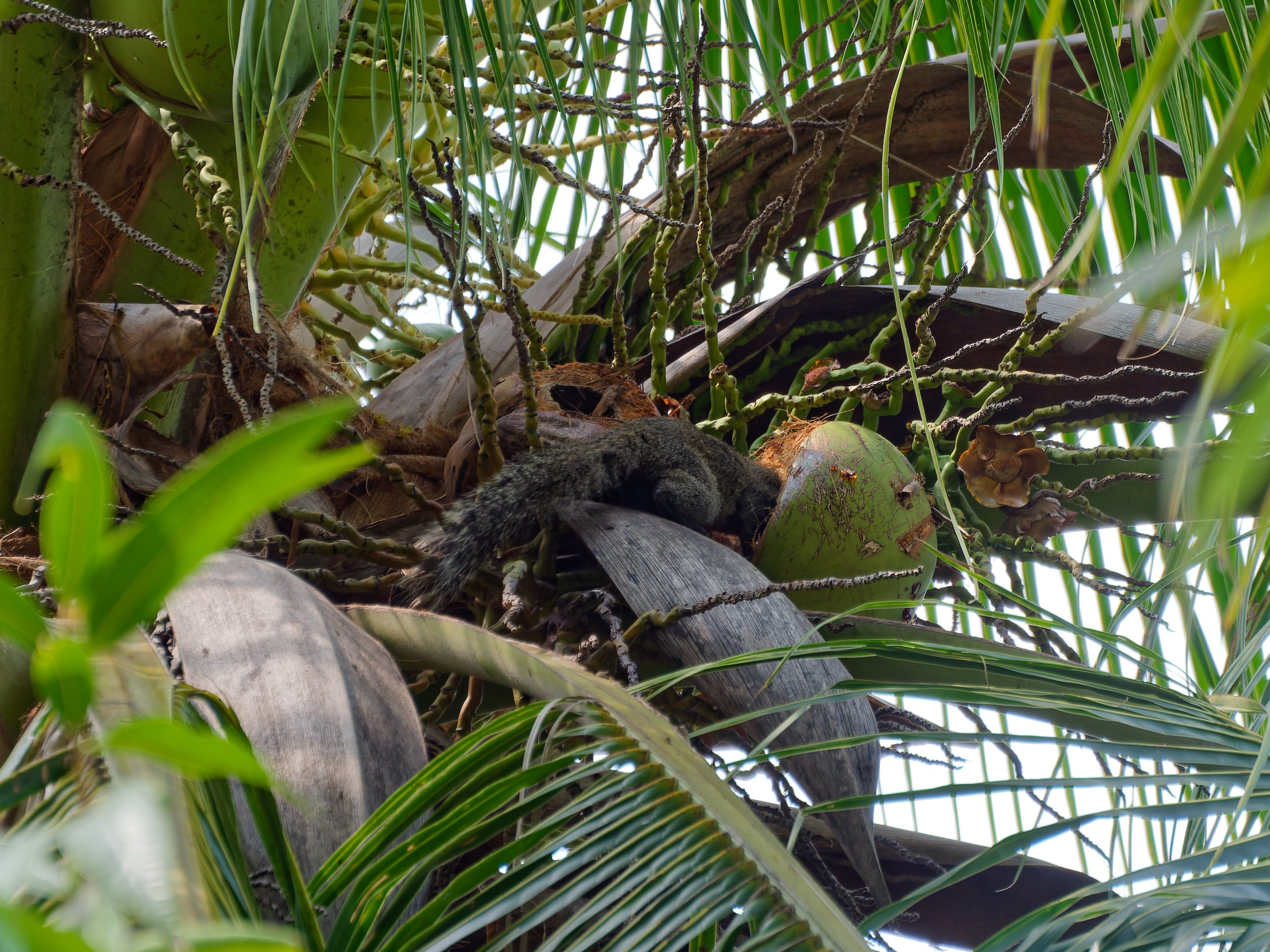 Хайнань 2026, белки. Фотопрогулки по Миру