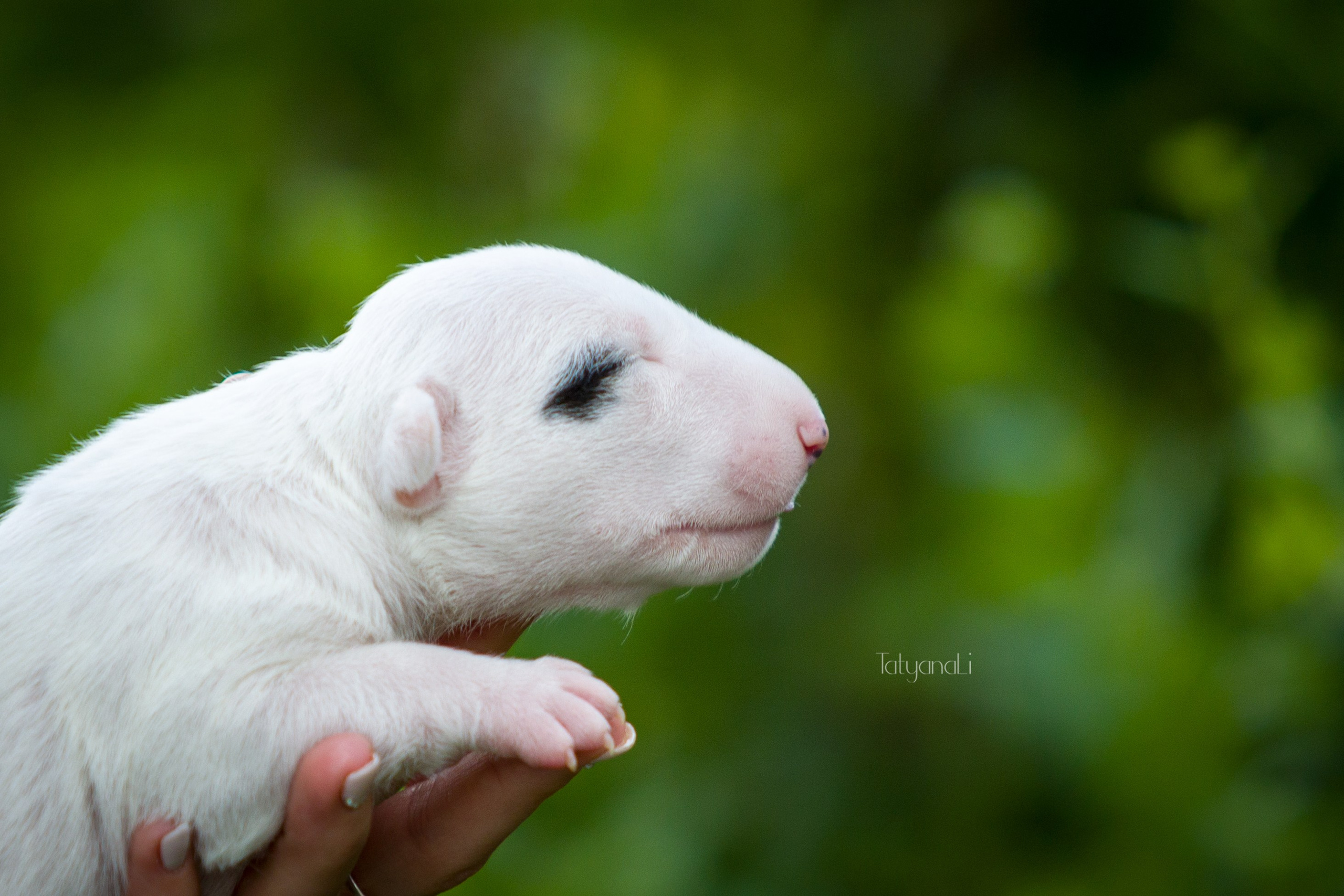 Стандартный бультерьер. Фотограф — анималист Татьяна Ли