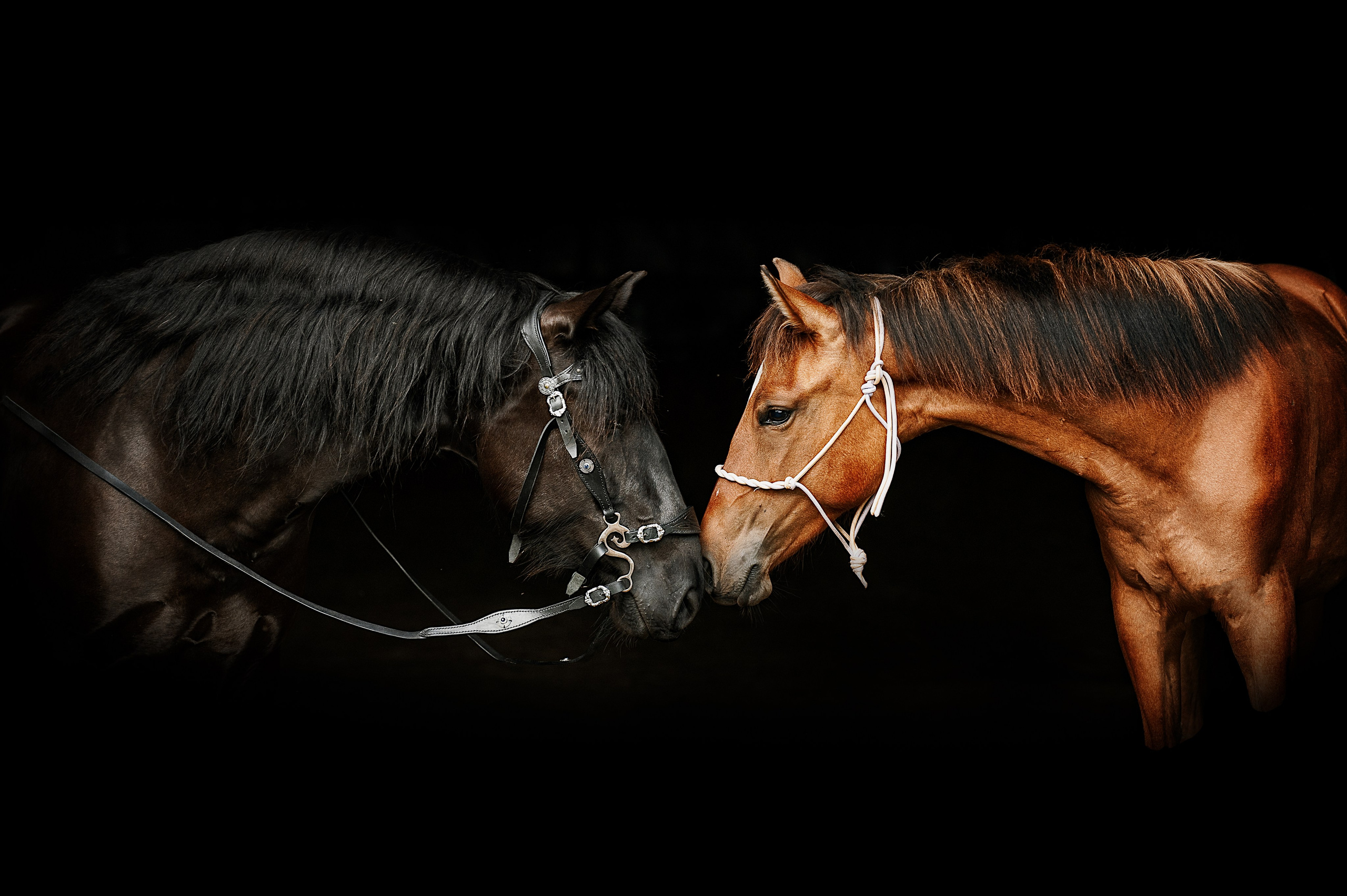 Мара. Фотограф-анималист