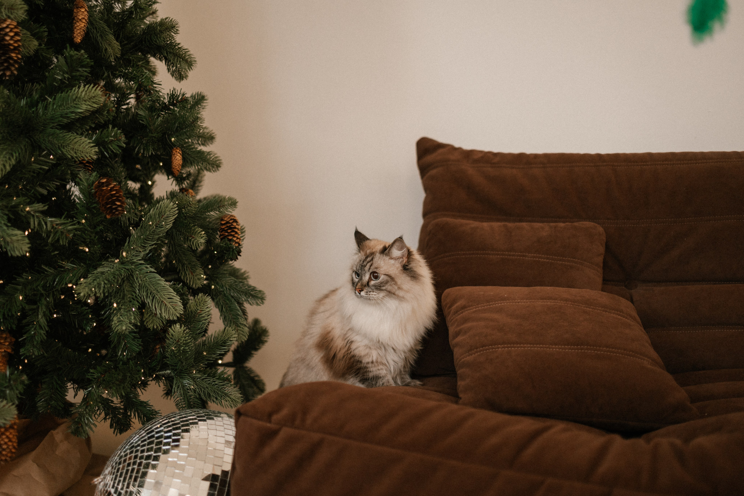 Камилла и ее девочки. Фотограф — Анималист | Санкт-Петербург