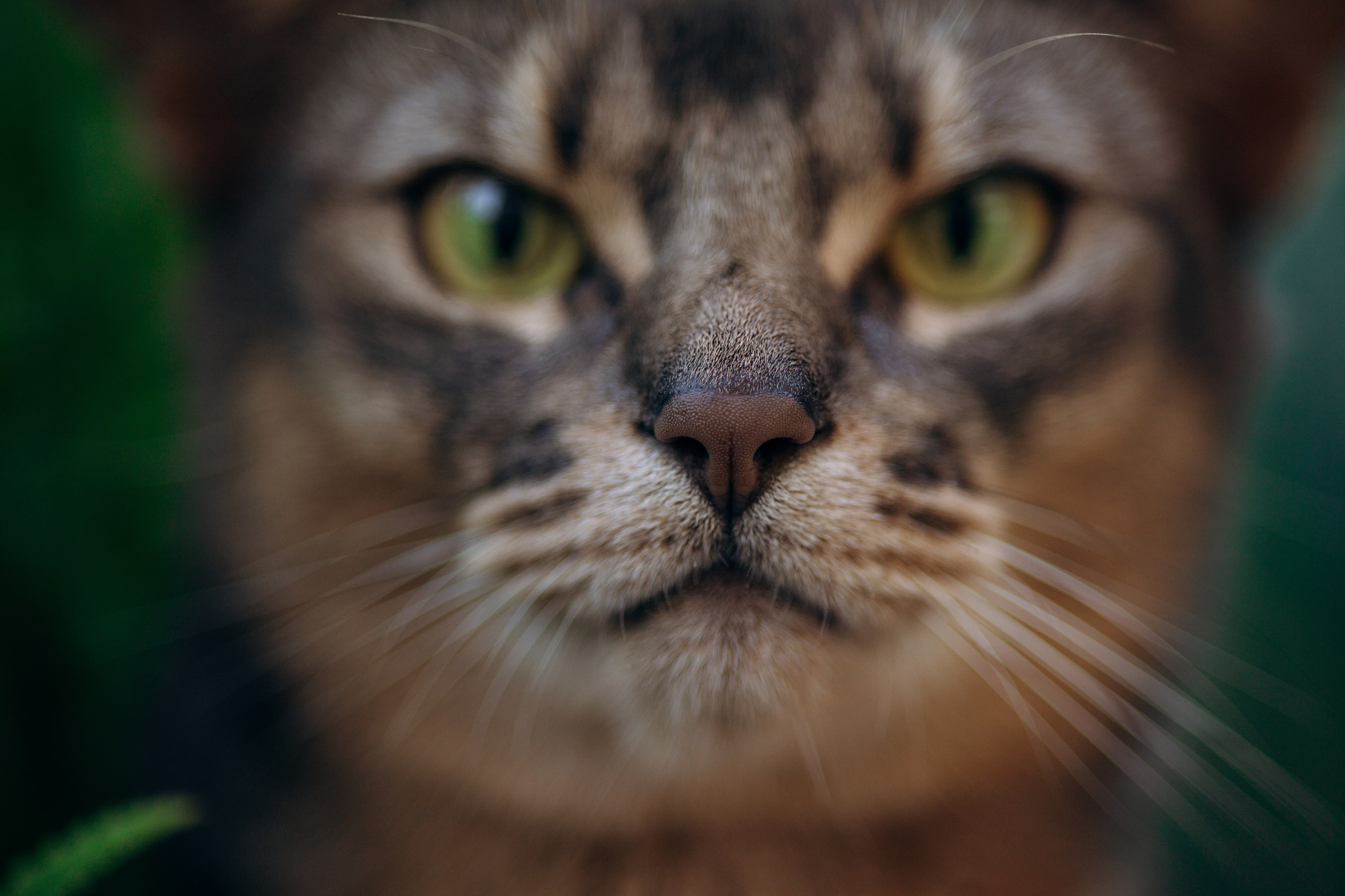 Циско и его семья. Фотограф — Анималист | Санкт-Петербург