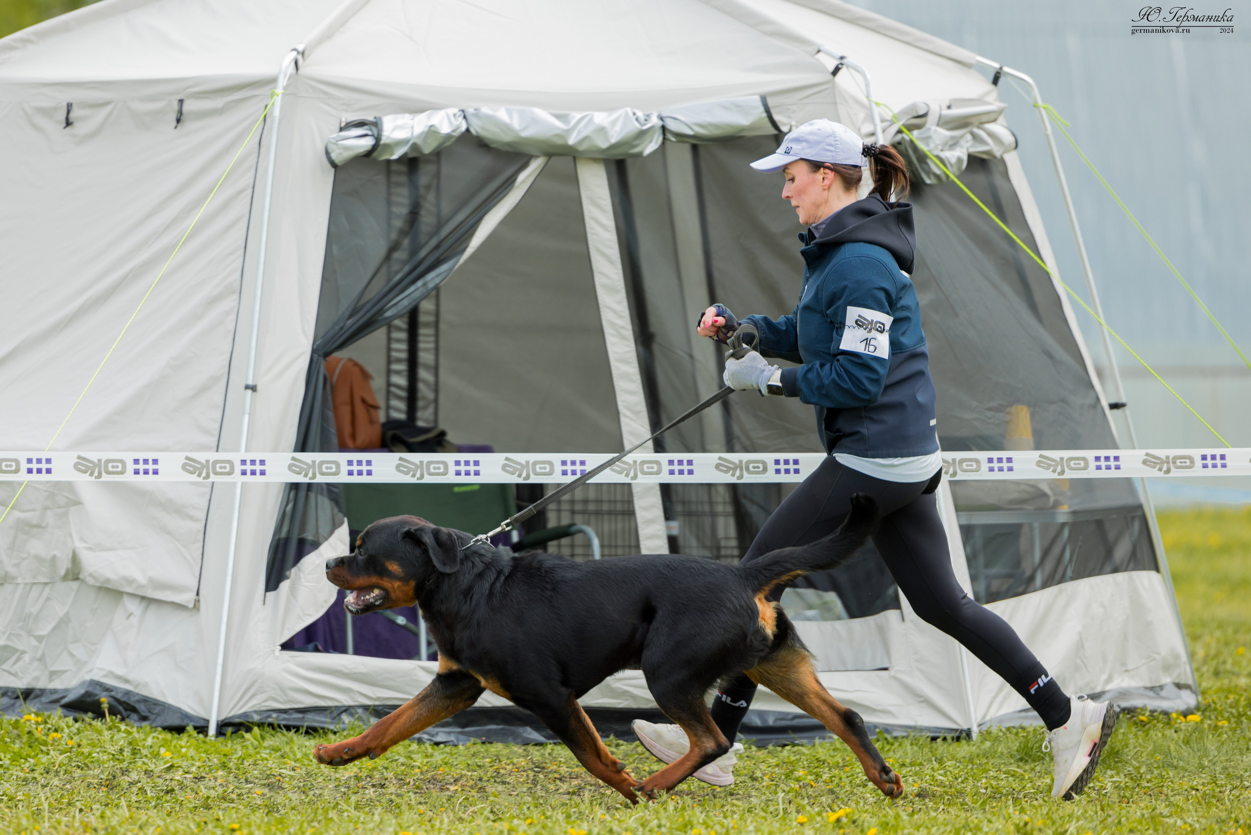 Нижний Новгород 11-12.05.2024 моно ротвейлеров. Фотограф-анималист Юлия Германика