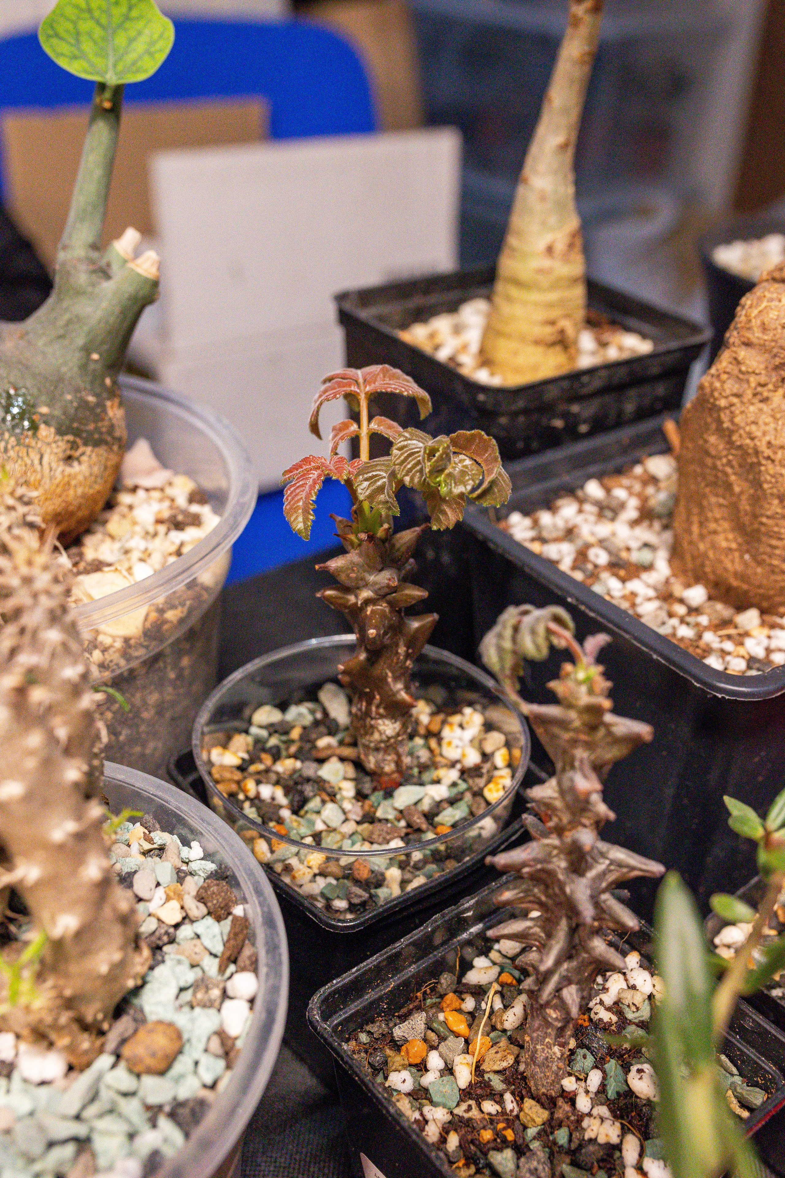 Монстериум апрель 2025. Александра Куликова фотограф, Москва