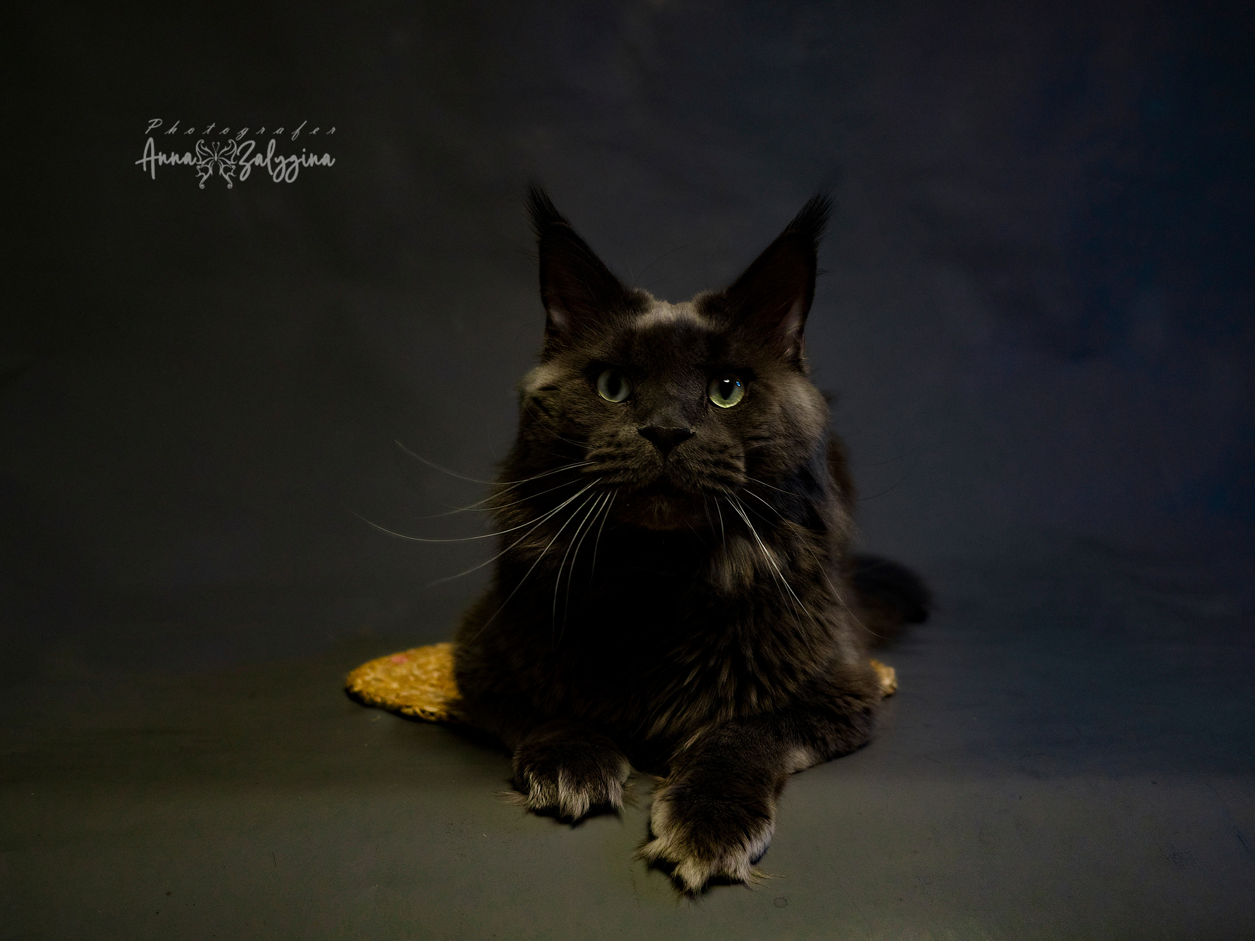 Домашние питомцы. Семейные фотографы в Екатеринбурге Анна и Александр A&A Best Foto