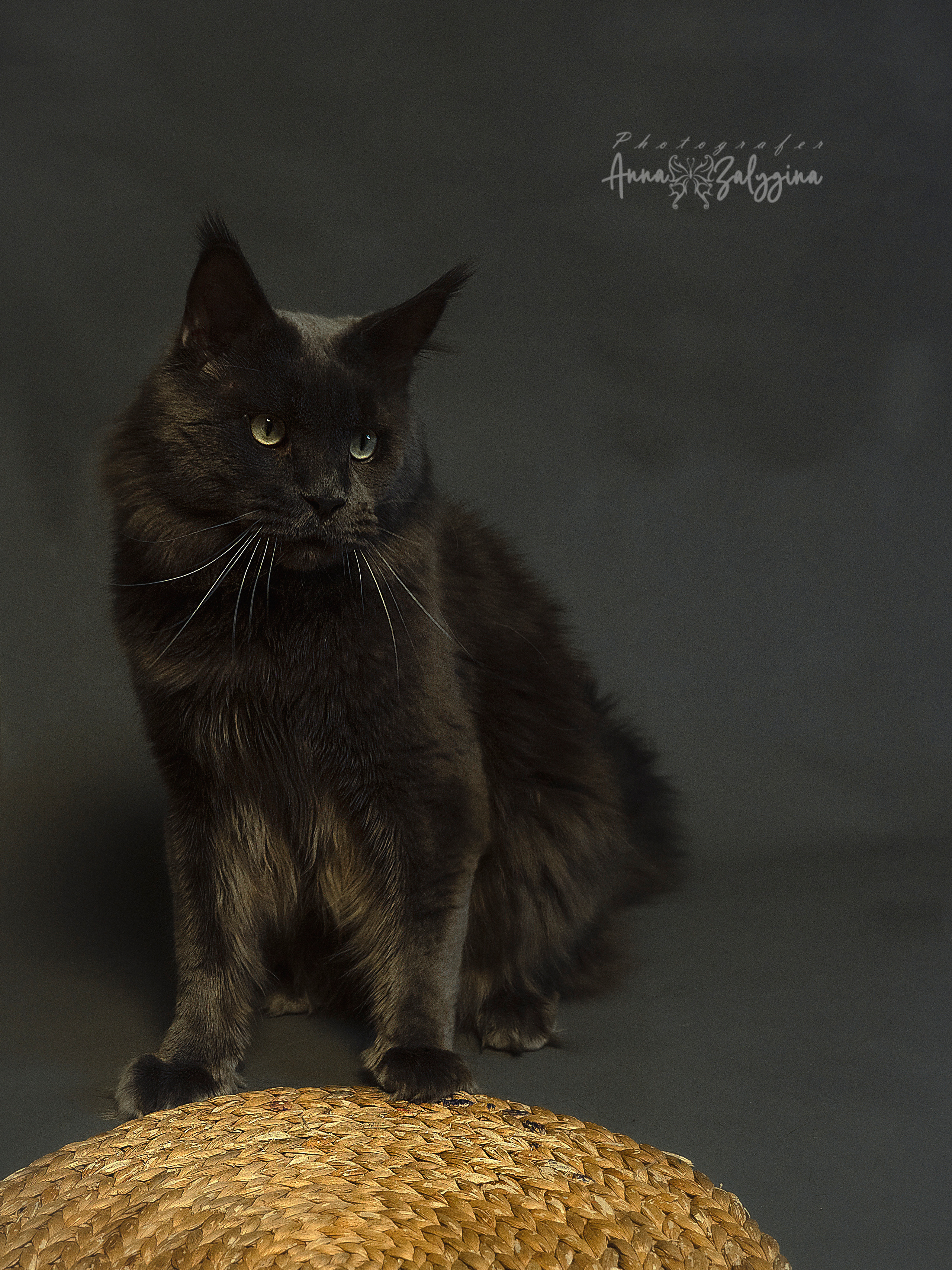 Домашние питомцы. Семейные фотографы в Екатеринбурге Анна и Александр A&A Best Foto