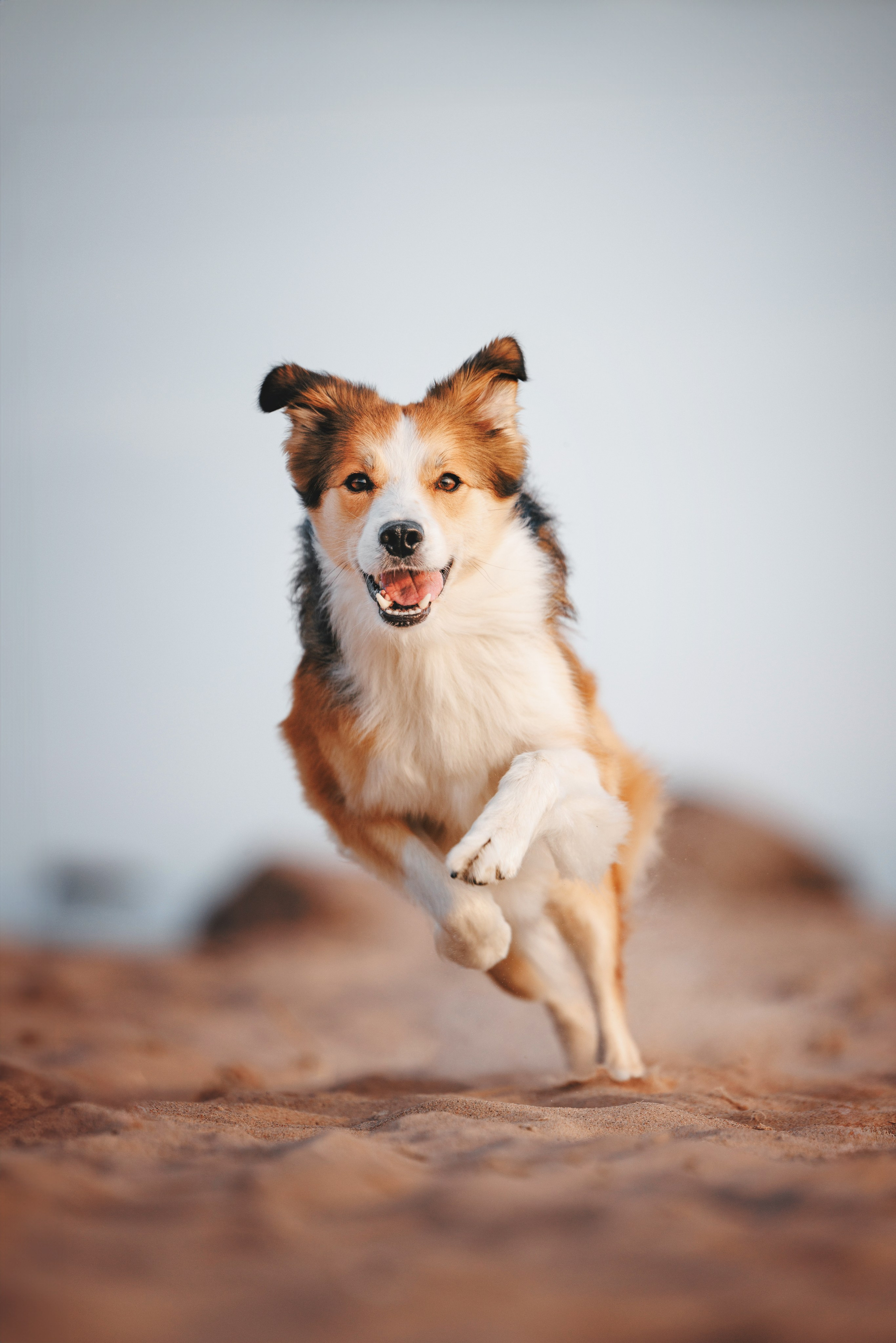 Рита, Маша и много собак. Фотограф анималист Осипчикова Мария
