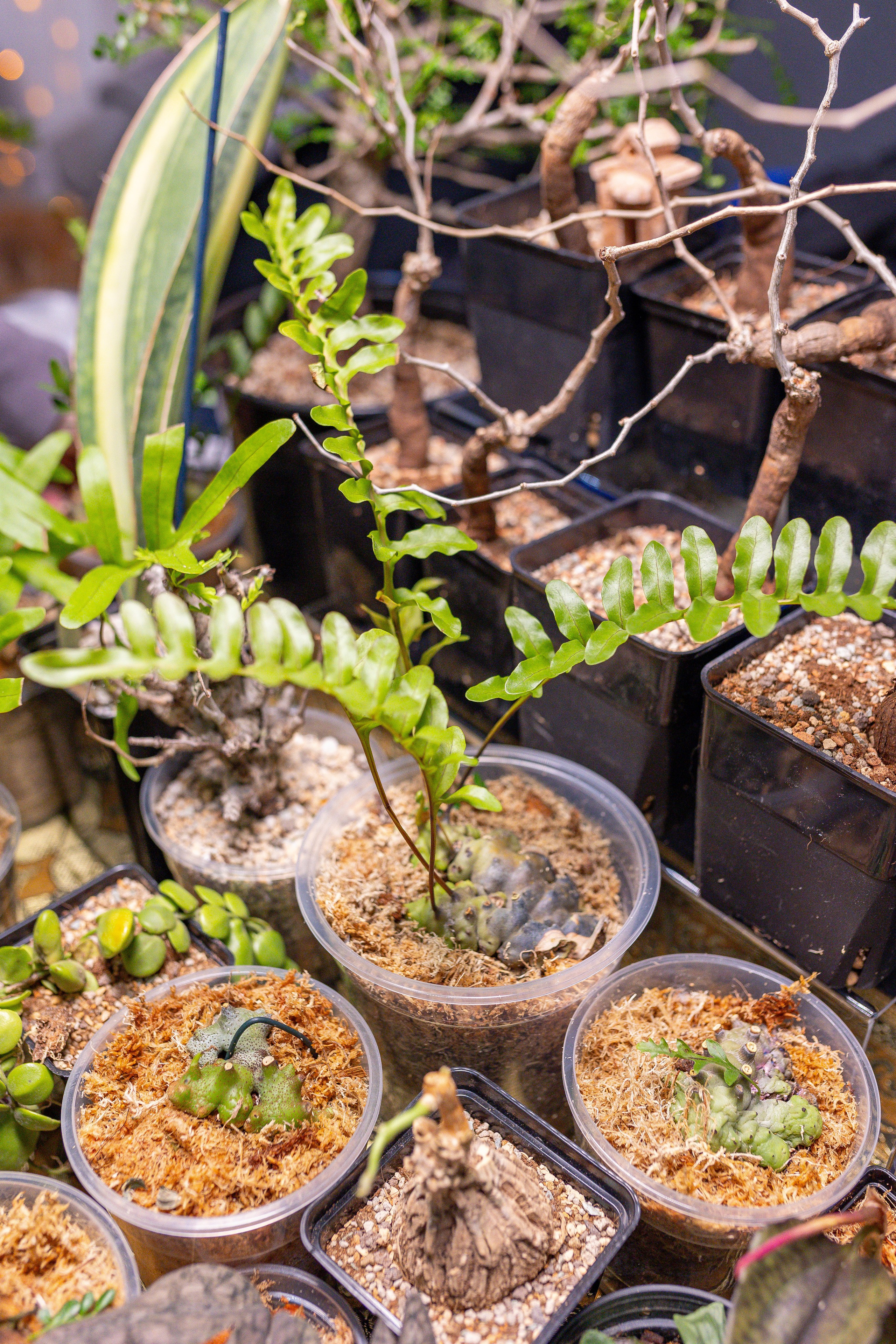 Орхидиум 12.2025. Александра Куликова фотограф, Москва