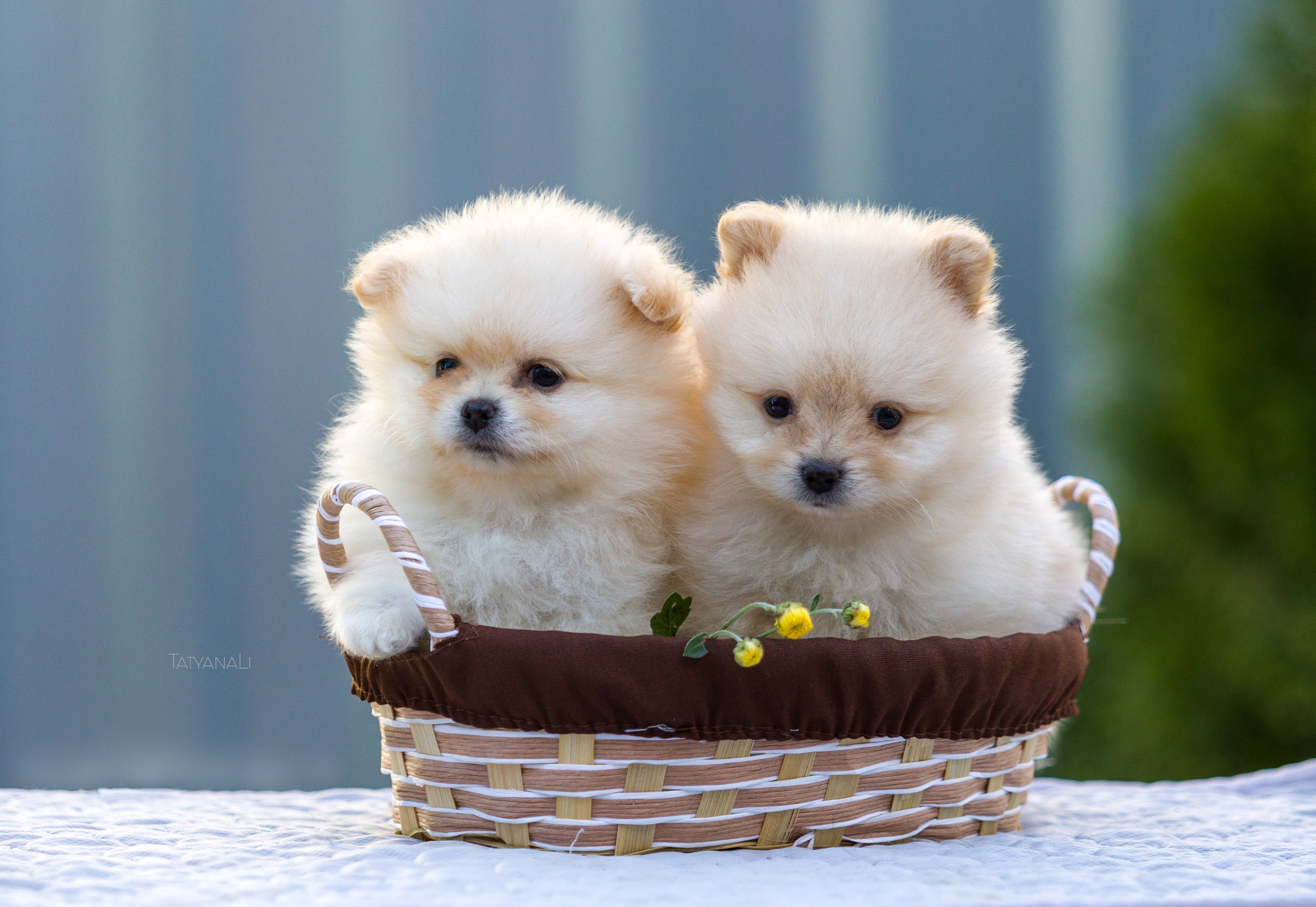 Немецкий шпиц миниатюрный. Фотограф — анималист Татьяна Ли