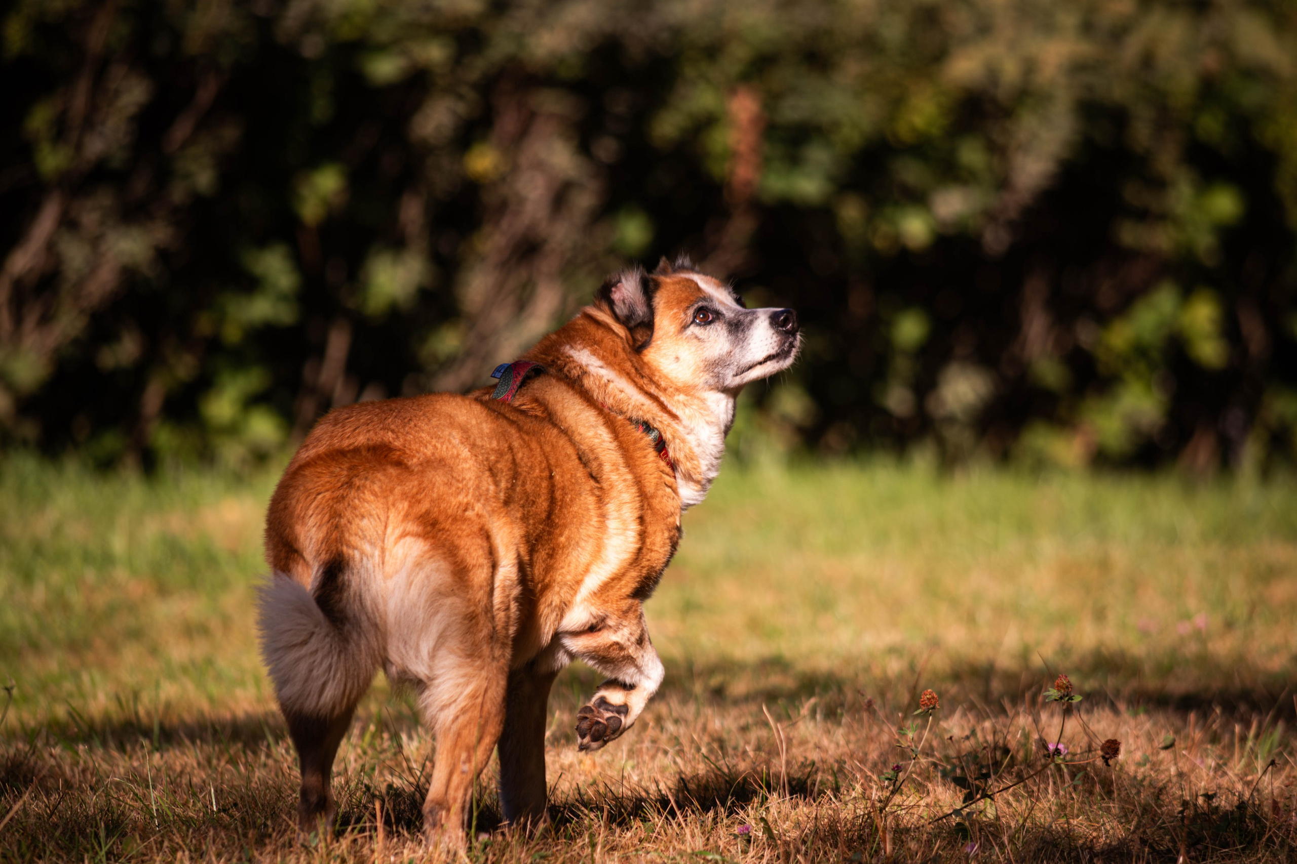 Ник и Полина. Фотограф Светлана Блинова, Москва и Московская область