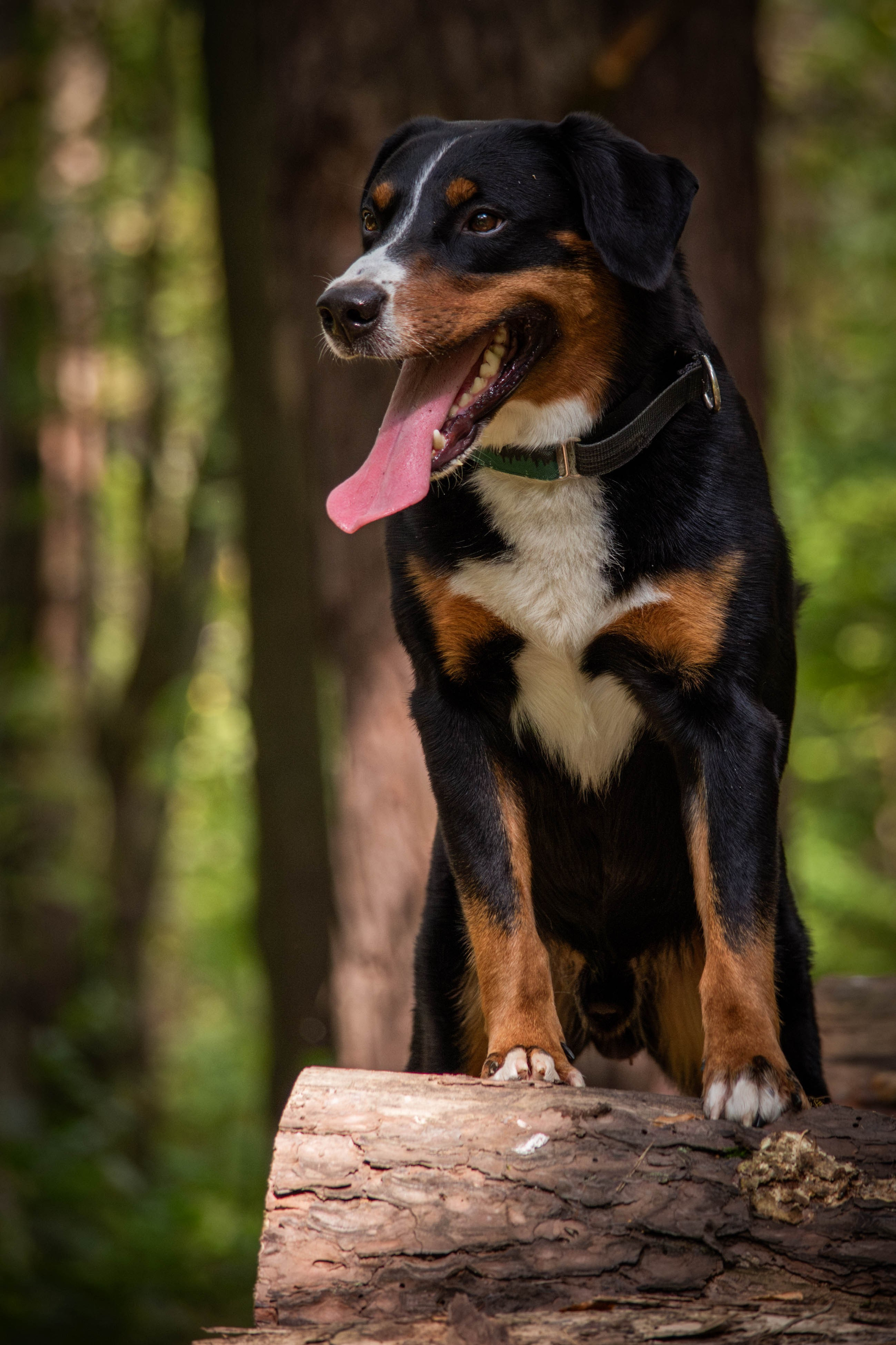 Микки и Юля. Фотограф Светлана Блинова, Москва и Московская область