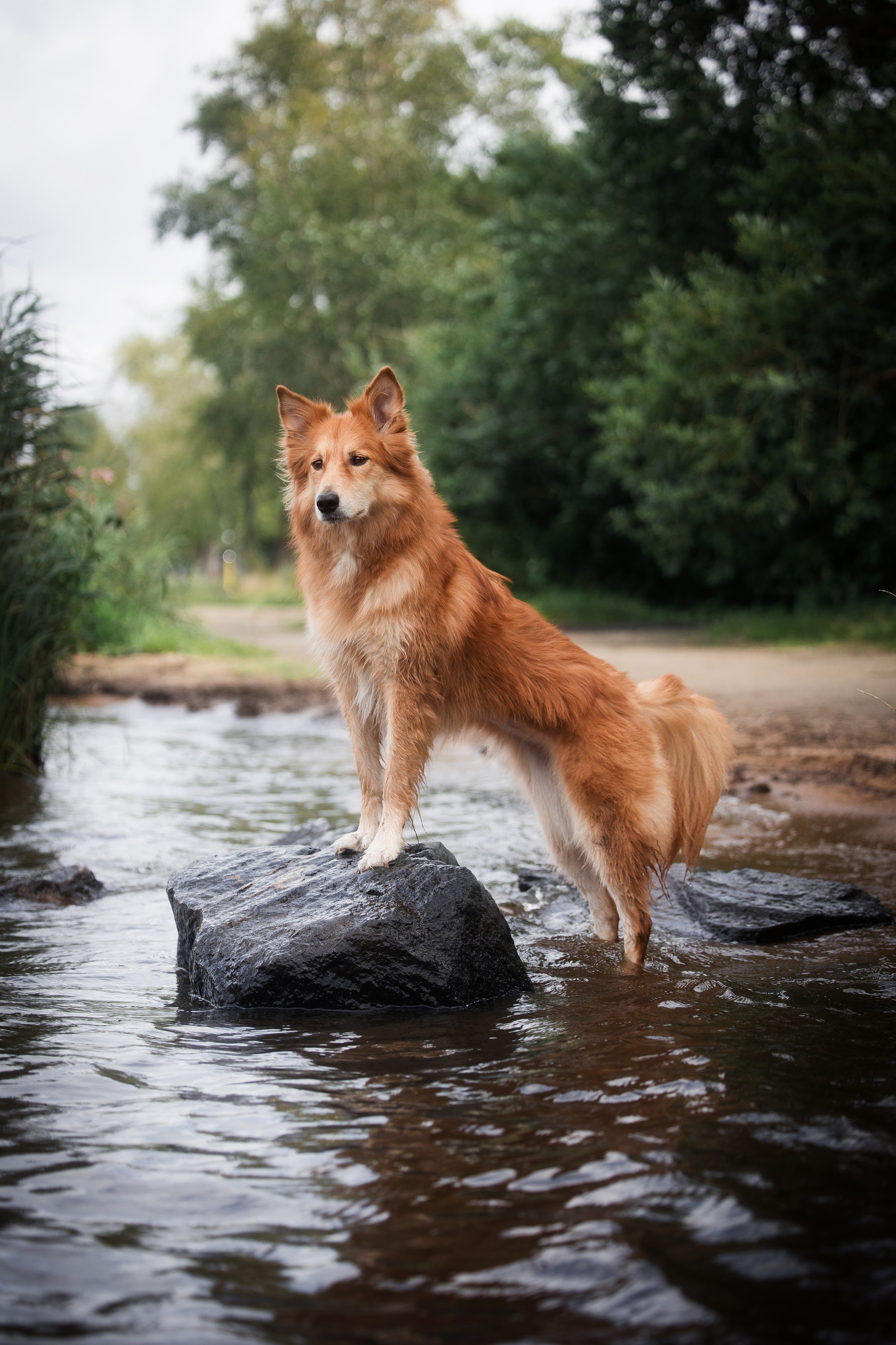 Портфолио. Фотограф-анималист в Екатеринбурге Марина Шишкина