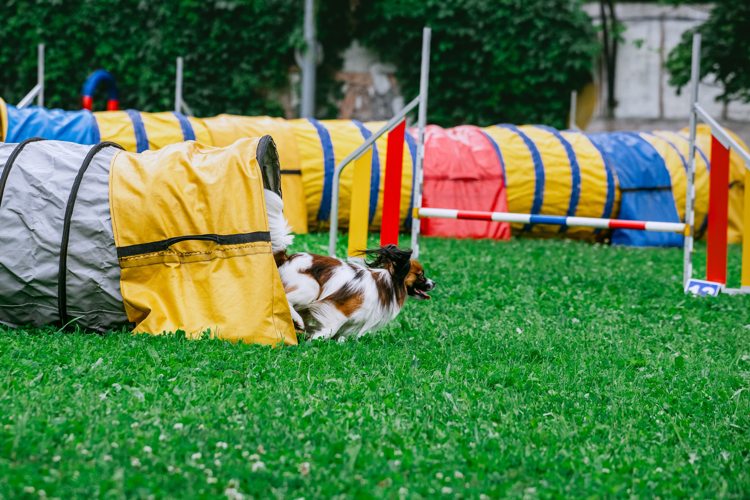 Соревнования по аджилити Долгопрудный 30.06.2025. Фотограф-анималист Татьяна Степанова