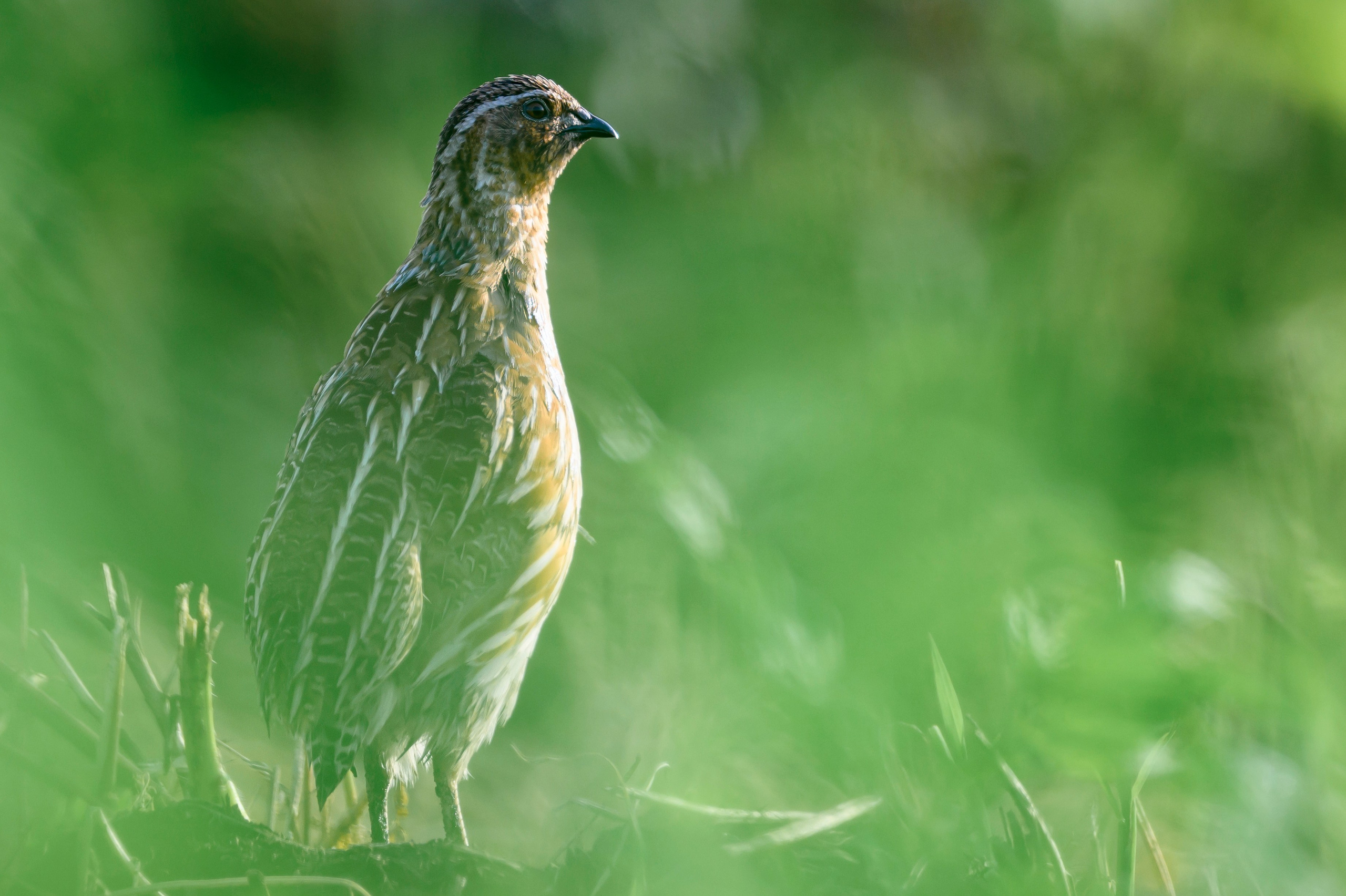 Перепела и коростель. Фотограф Сергей Пупонин