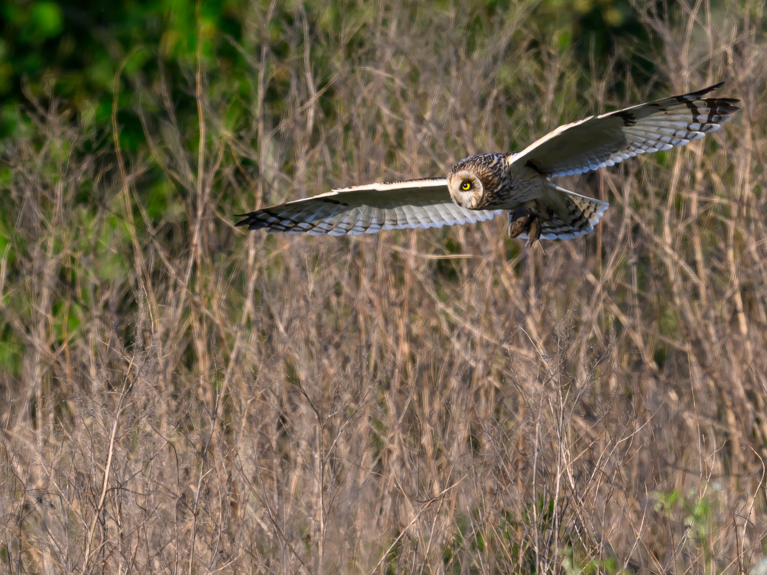 Охота сов. Фотограф Сергей Пупонин