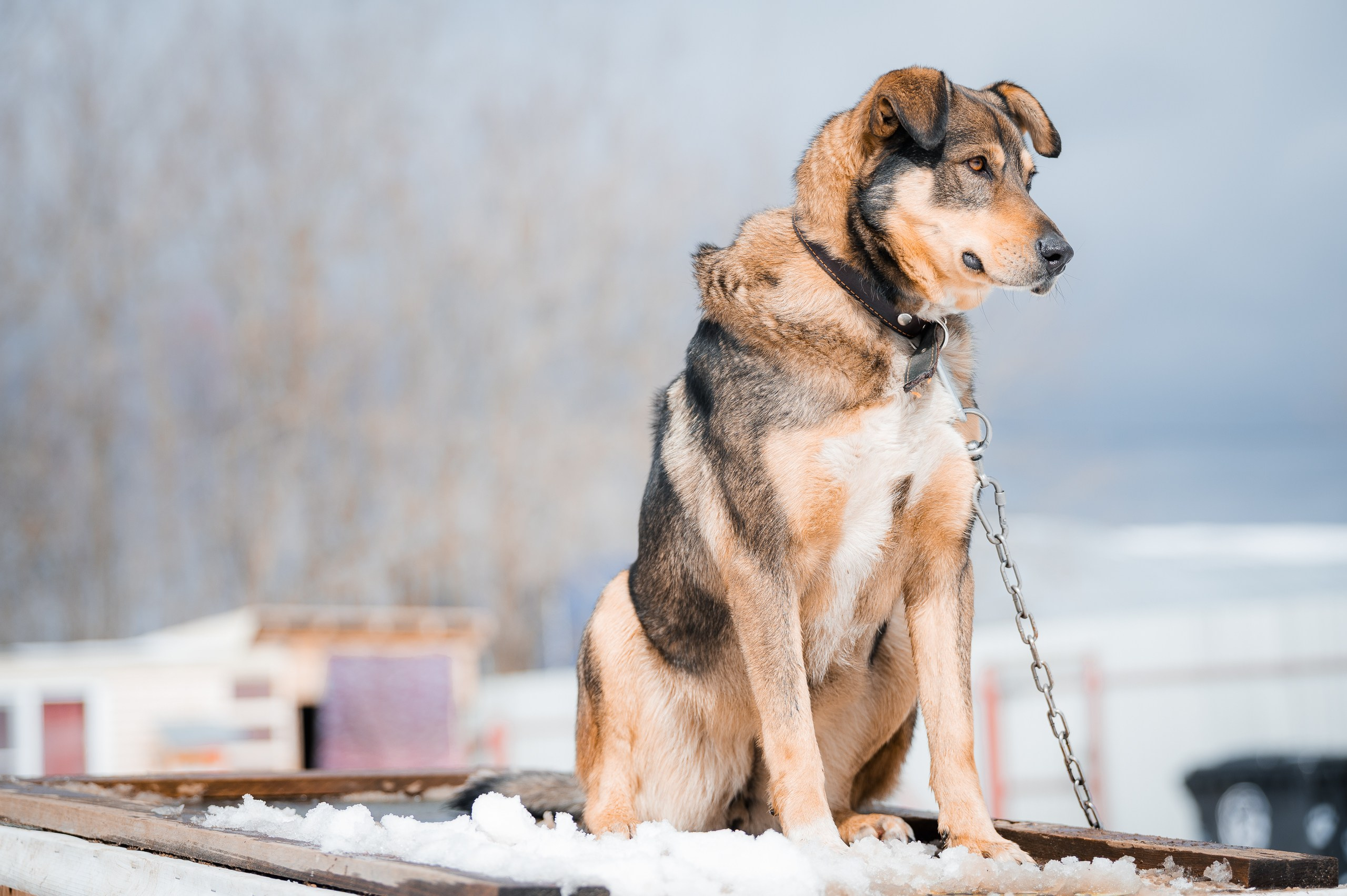 Шейла. Улыбка собаки — спасение и пристройство бездомных собак