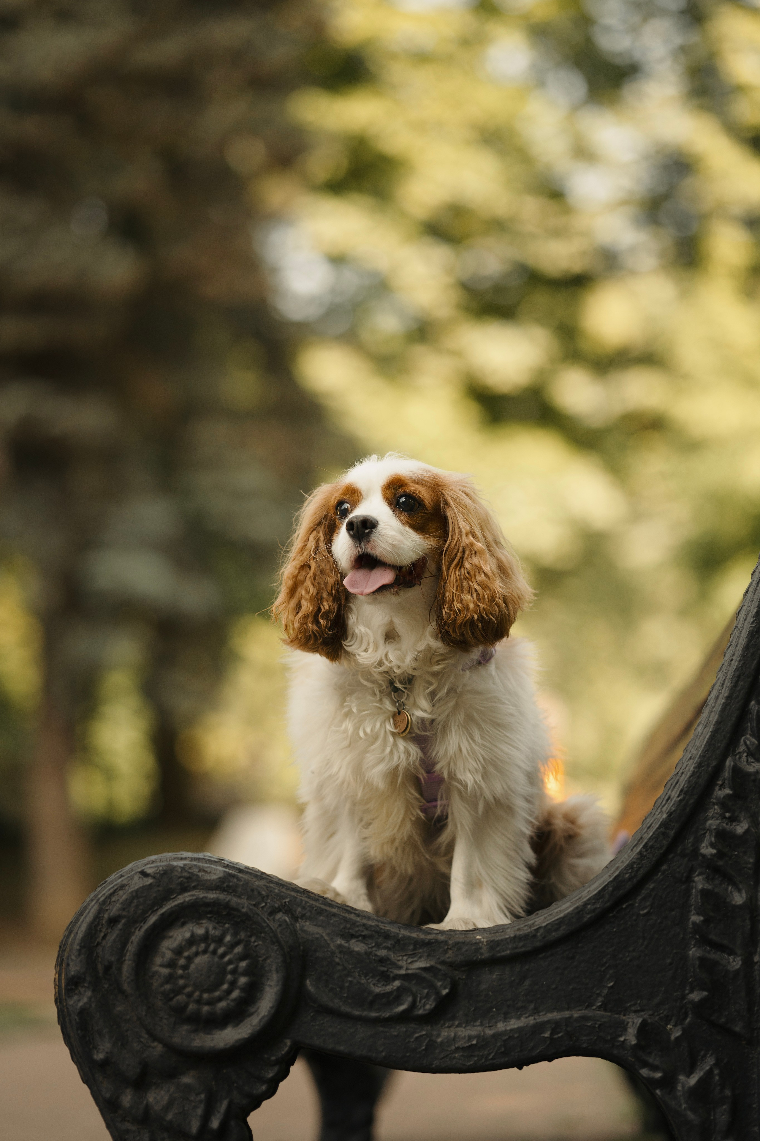 Джей. Фотограф- анималист Александра Матвеева