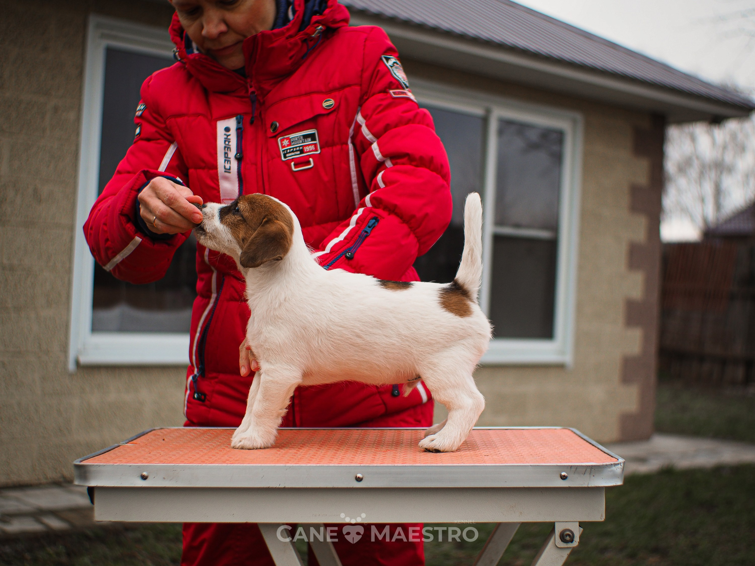 3КОБЛ_СНЕГОВИК. CANE MAESTRO — kennel Jack Russell Terrier
