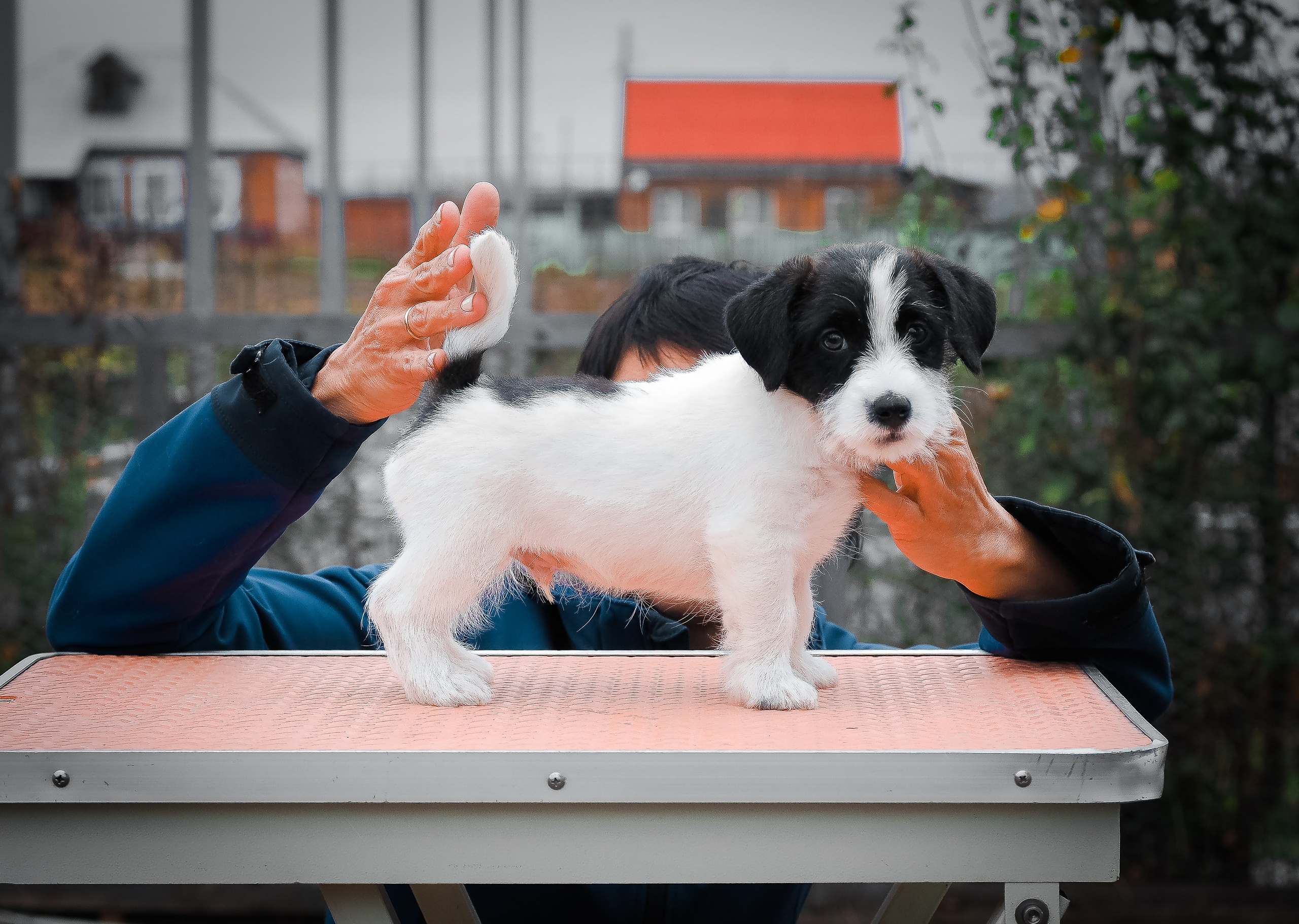 X_КОБЛ_4_БЕЛ_ЧЕРН. CANE MAESTRO — kennel Jack Russell Terrier