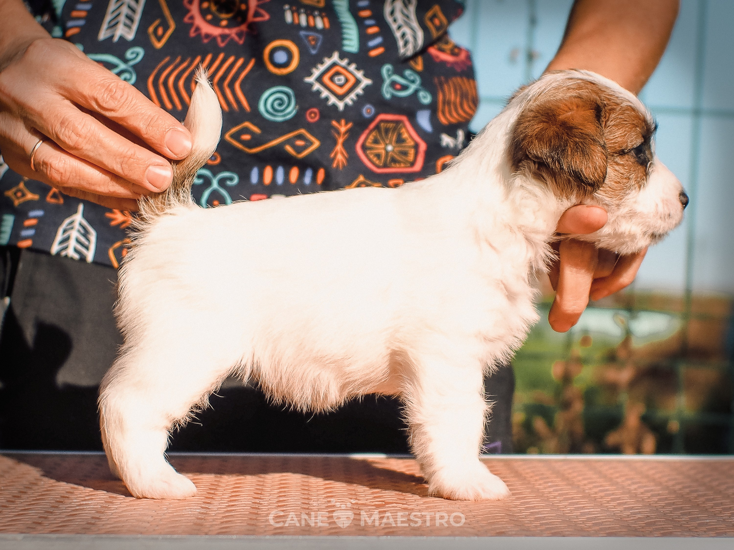 Сука2_БР_27_08_25. CANE MAESTRO — kennel Jack Russell Terrier