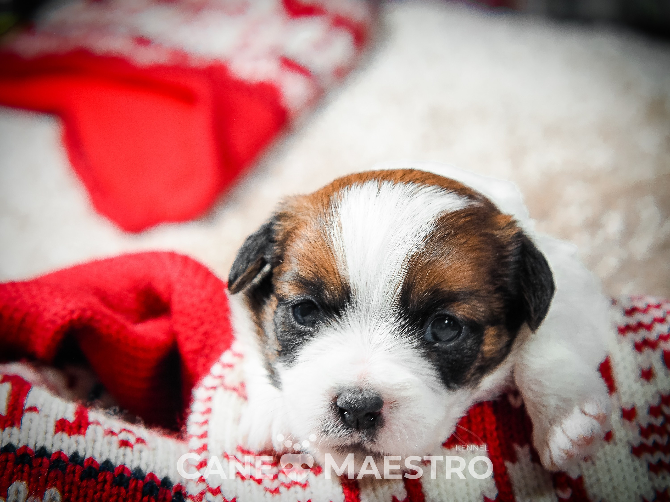 Мальчик 2. Кобель бело-рыжий. Джек рассел терьер щенок. КАНЕ МАЭСТРО — питомник Джек рассел терьеров