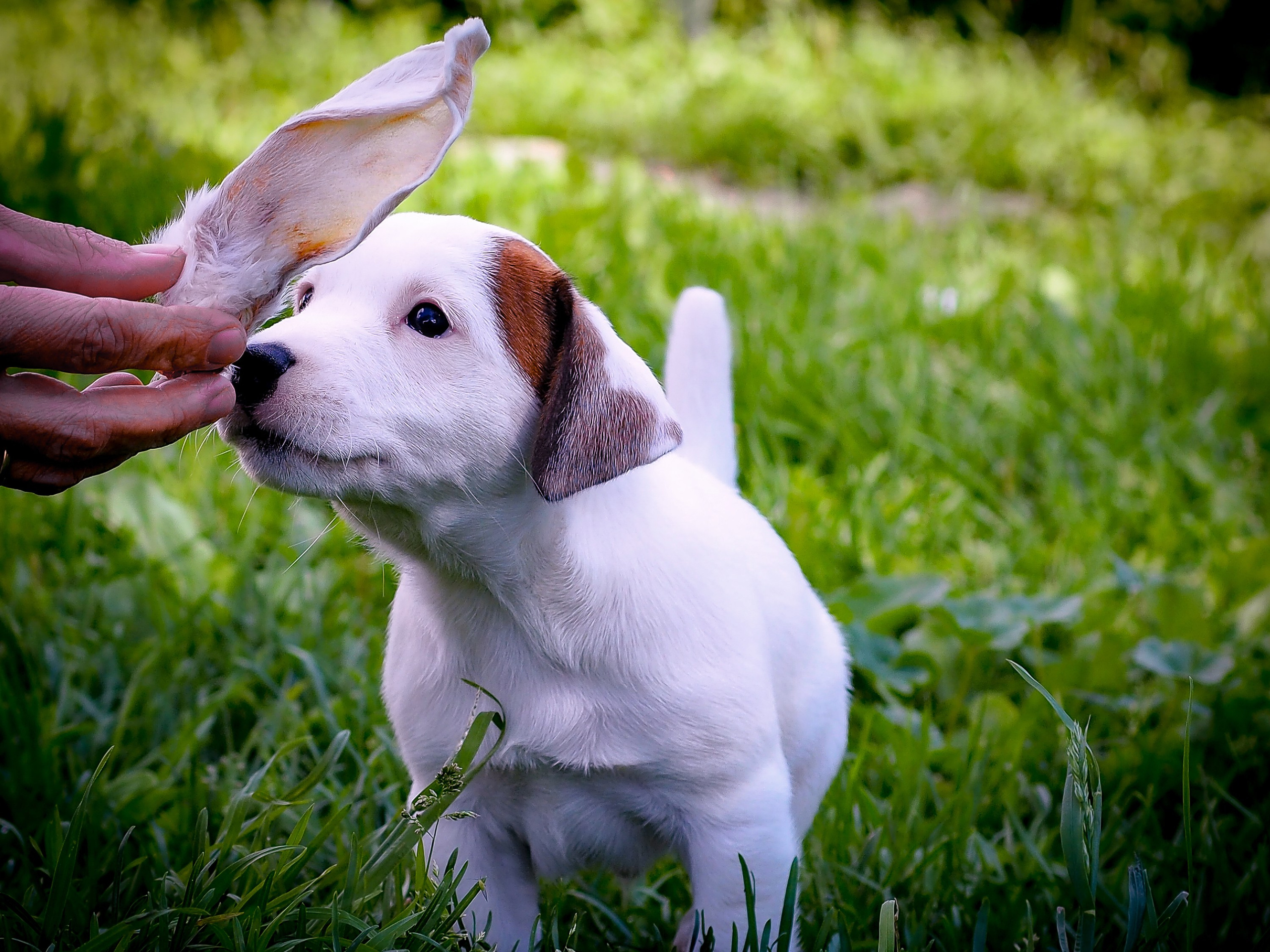 ЭСКИМО_MALE. CANE MAESTRO — kennel Jack Russell Terrier