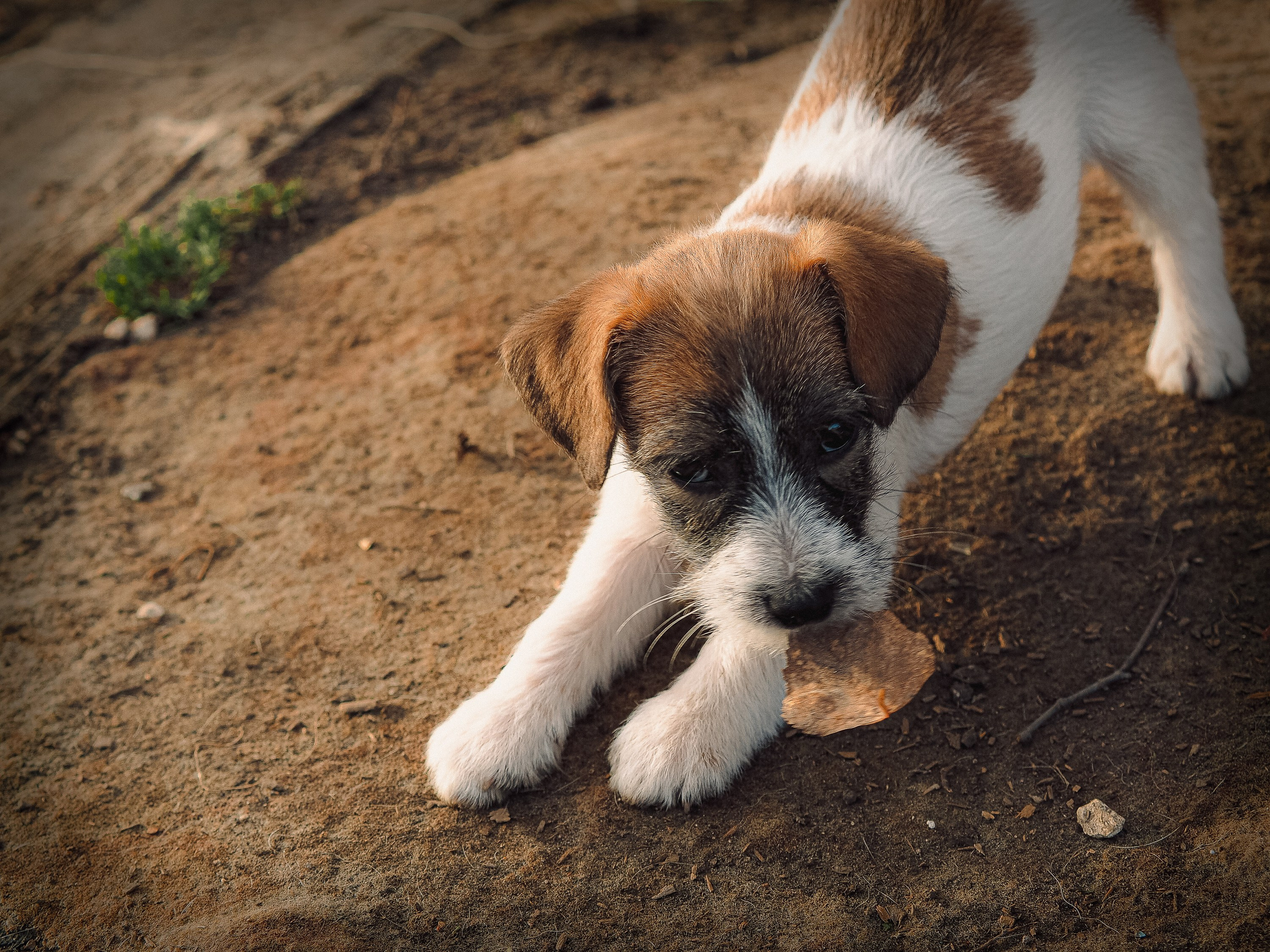 X_female_2_b-t. CANE MAESTRO — kennel Jack Russell Terrier