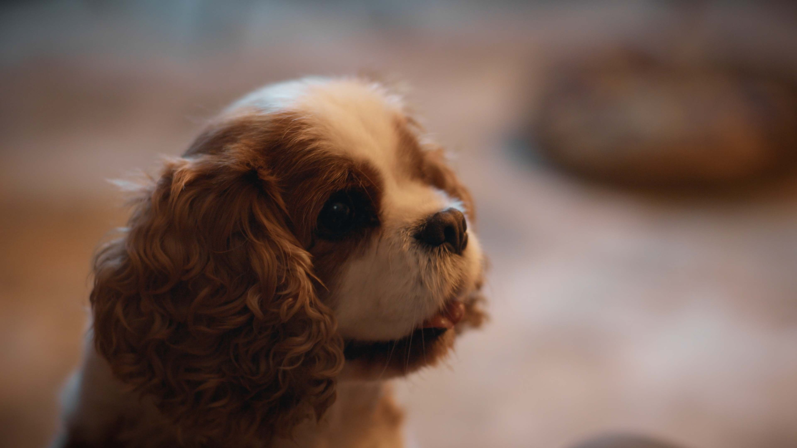 Новогодняя история. Цветокоррекция видео