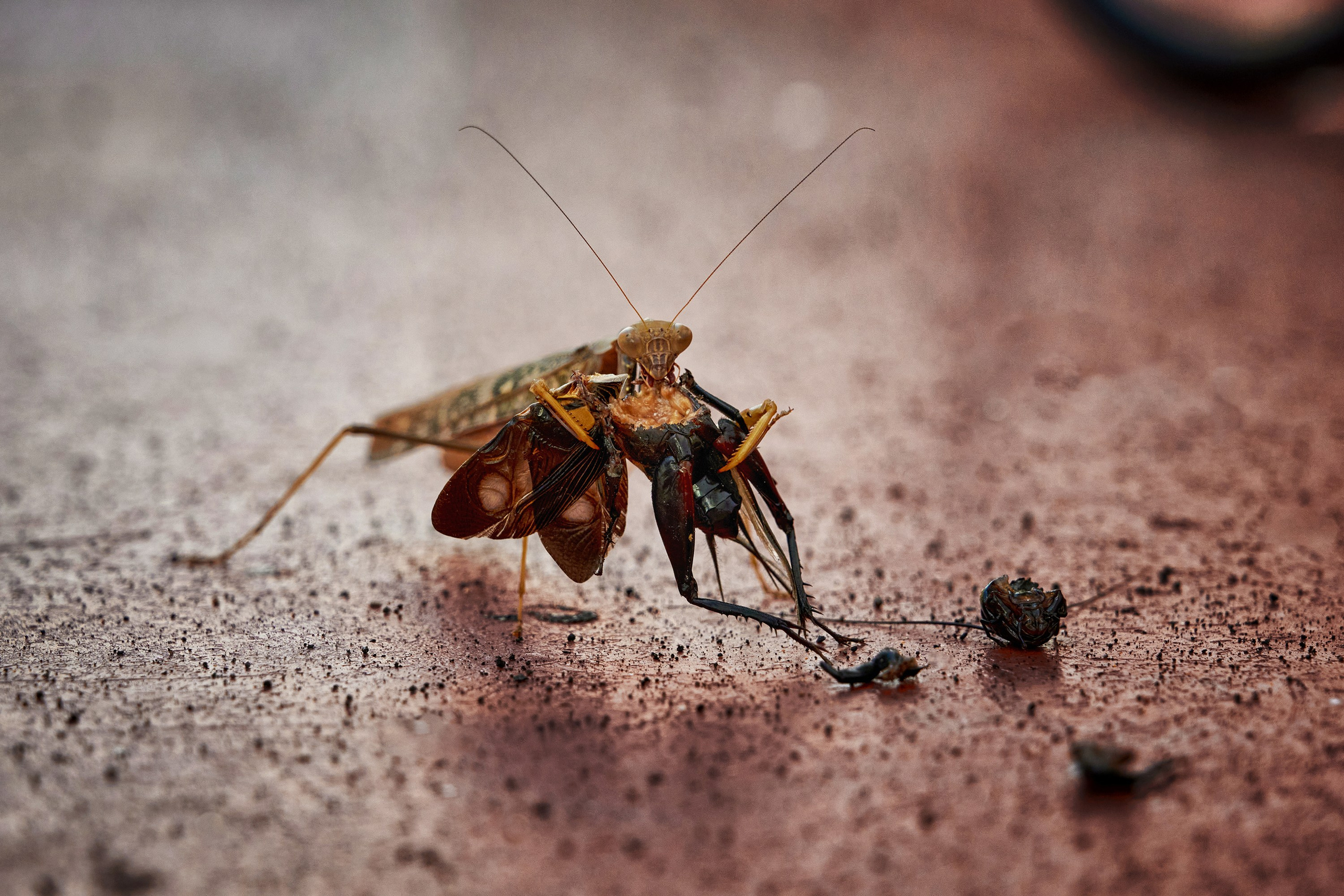 Богомол поедает сверчка