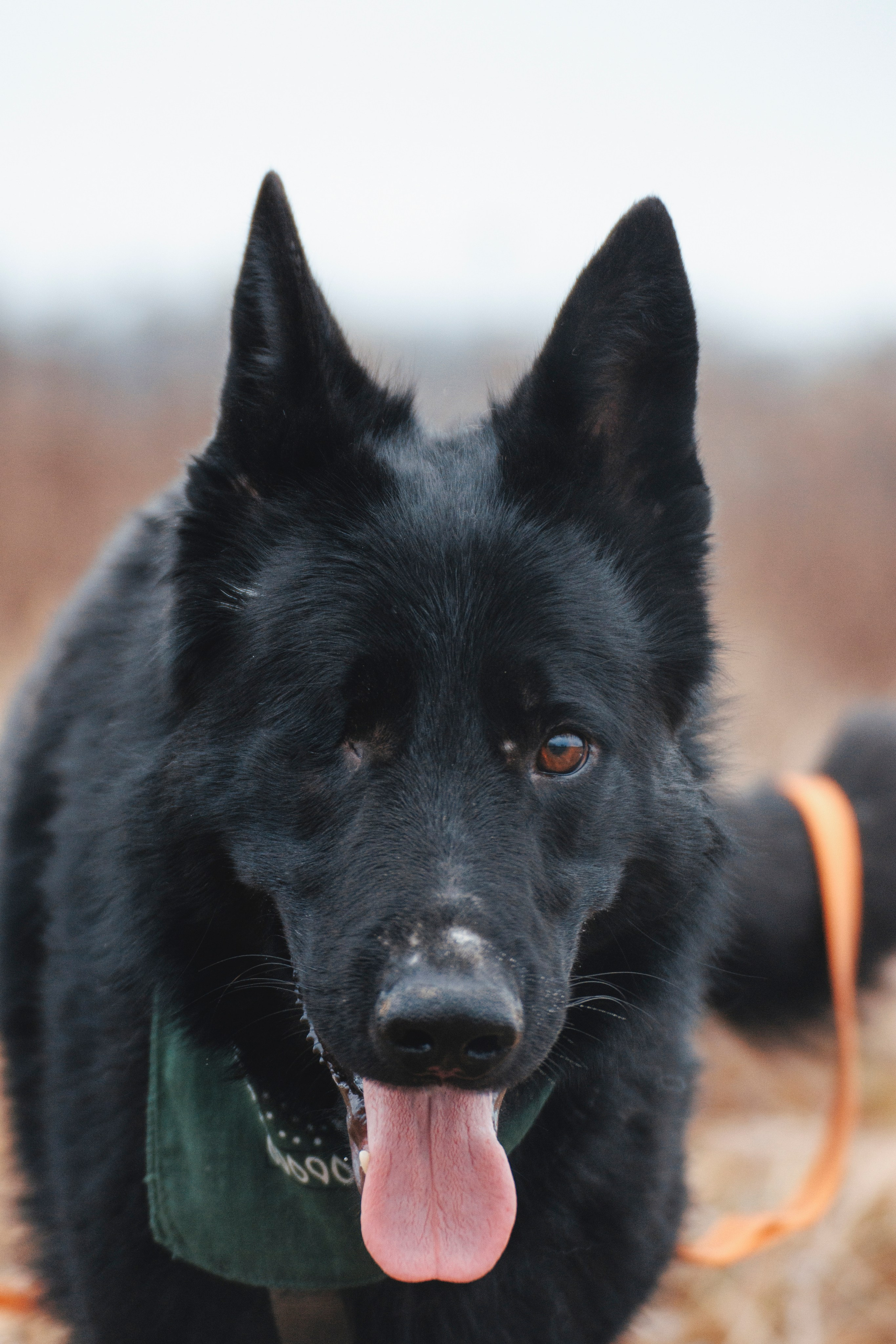 В поисках дома. Стас Соболь, фотограф анималист, репортажник, Москва