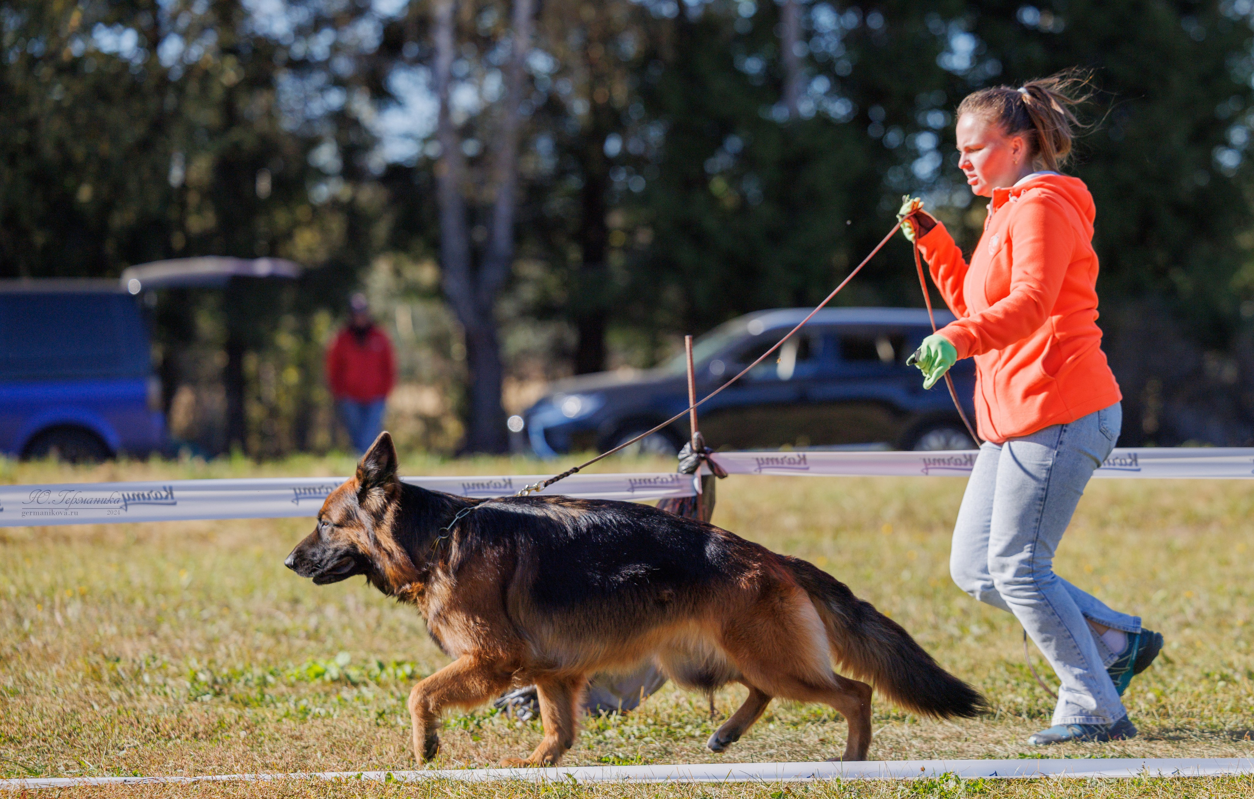 Тверь немецкие овчарки 22.09.2024. Фотограф-анималист Юлия Германика