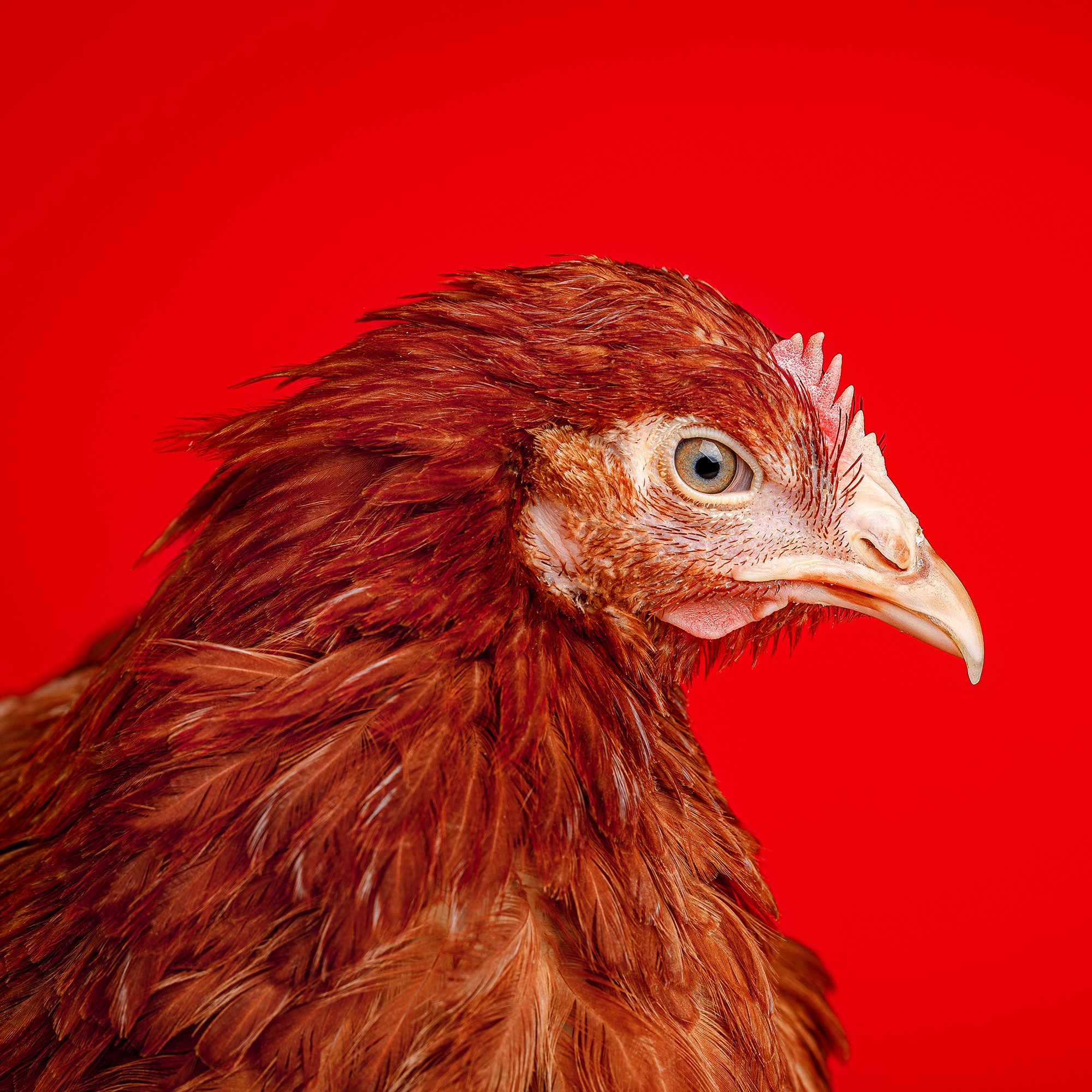 «Волжанин»