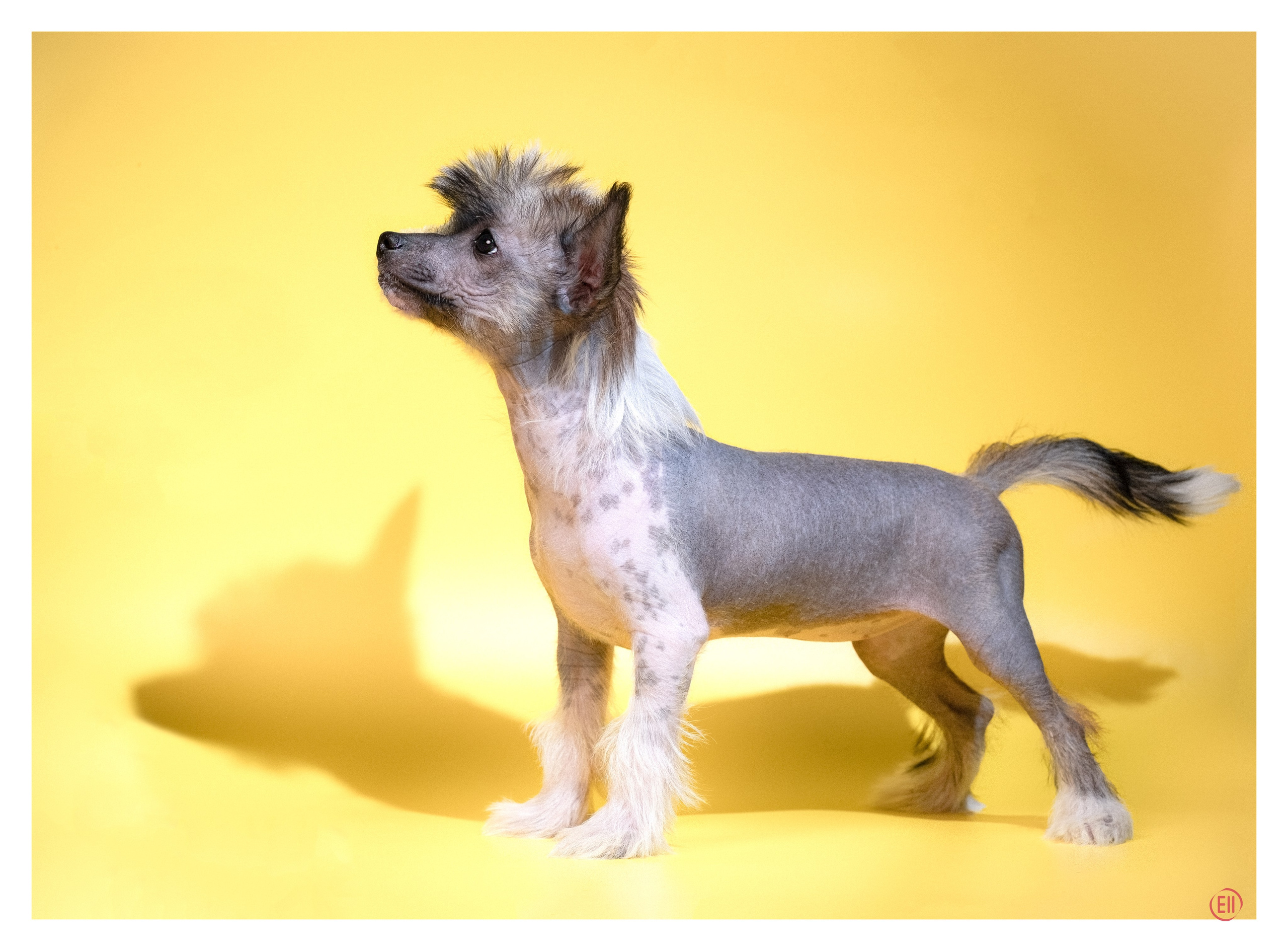 04.01.2026 Жёлтая фотосессия. Фотограф в Москве