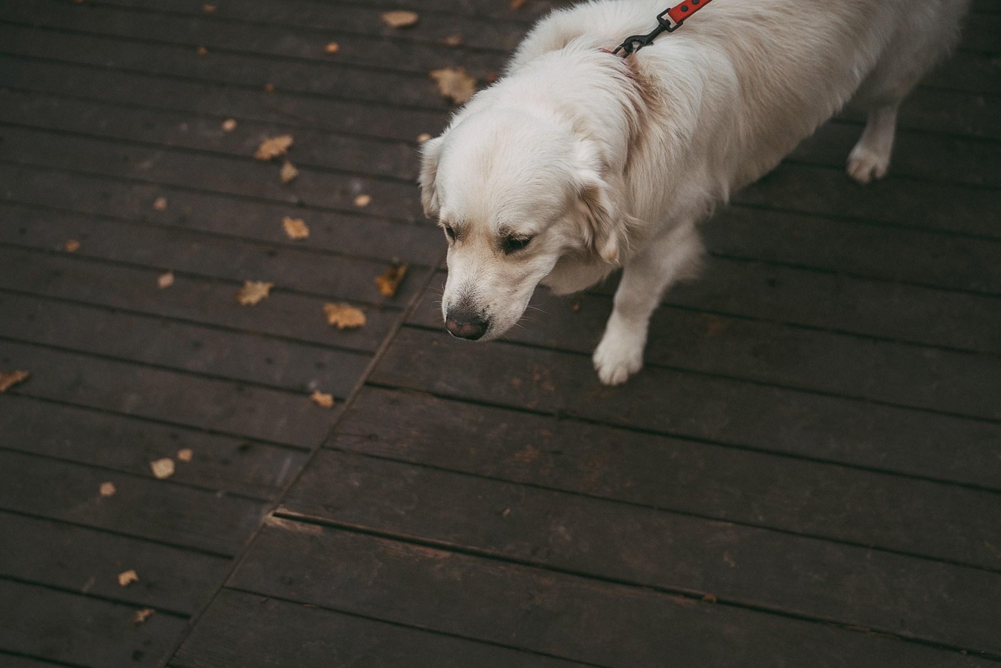 Лена и Мерлин. Фотограф анималист в Москве и Санкт-Петербурге Свиридова Анна