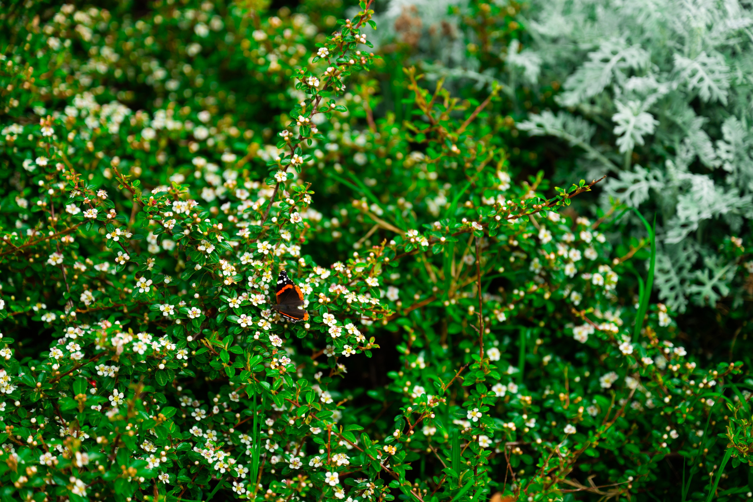 Выездные и прогулочные фотосессии. Морские, Street. Студийный и свадебный фотограф и видеограф в Севастополе — Юлия Макаренко