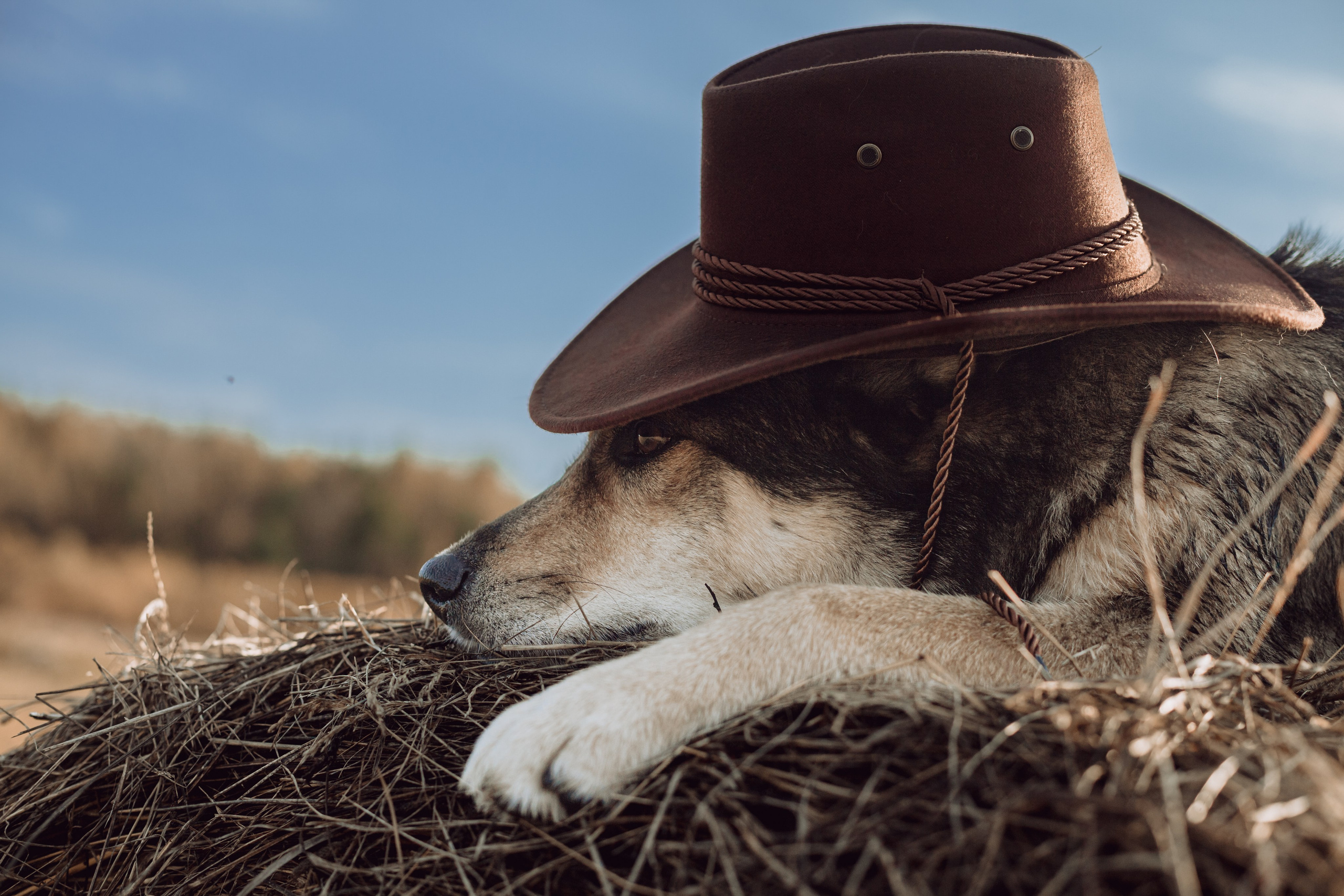 Кантри Дюк. Фотограф-анималист Татьяна Степанова