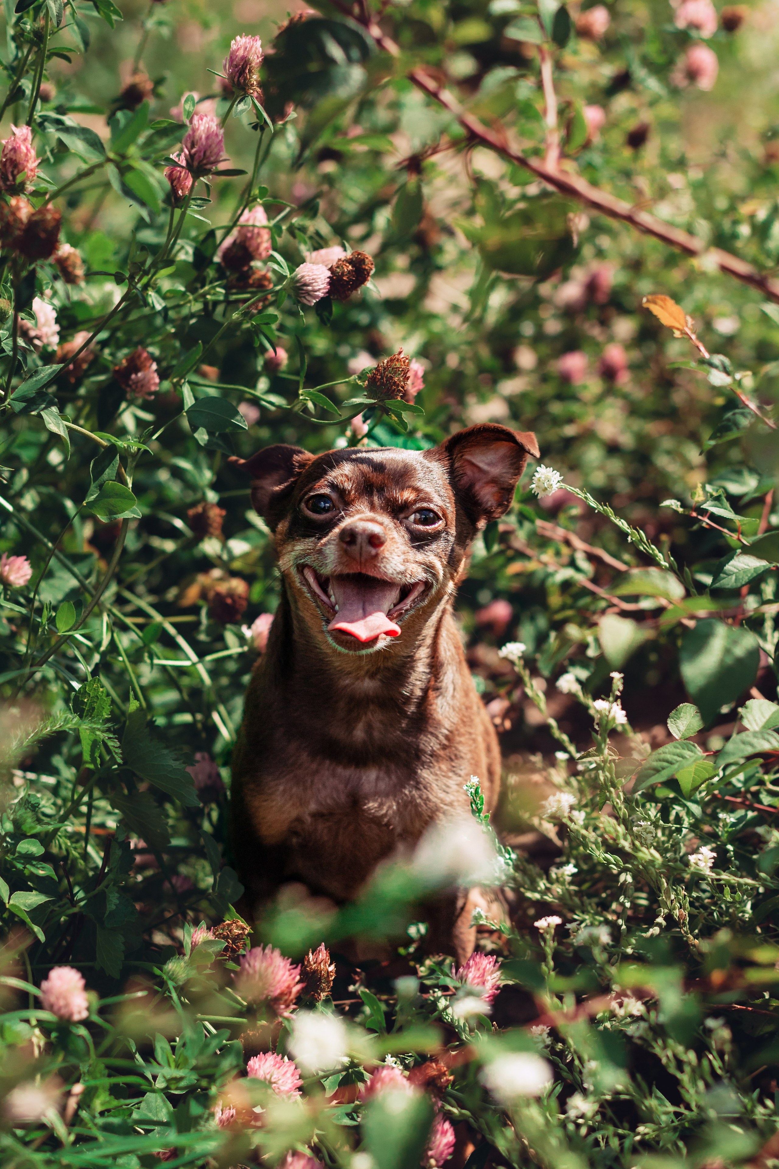 Восточный мост. Фотограф-анималист Татьяна Степанова