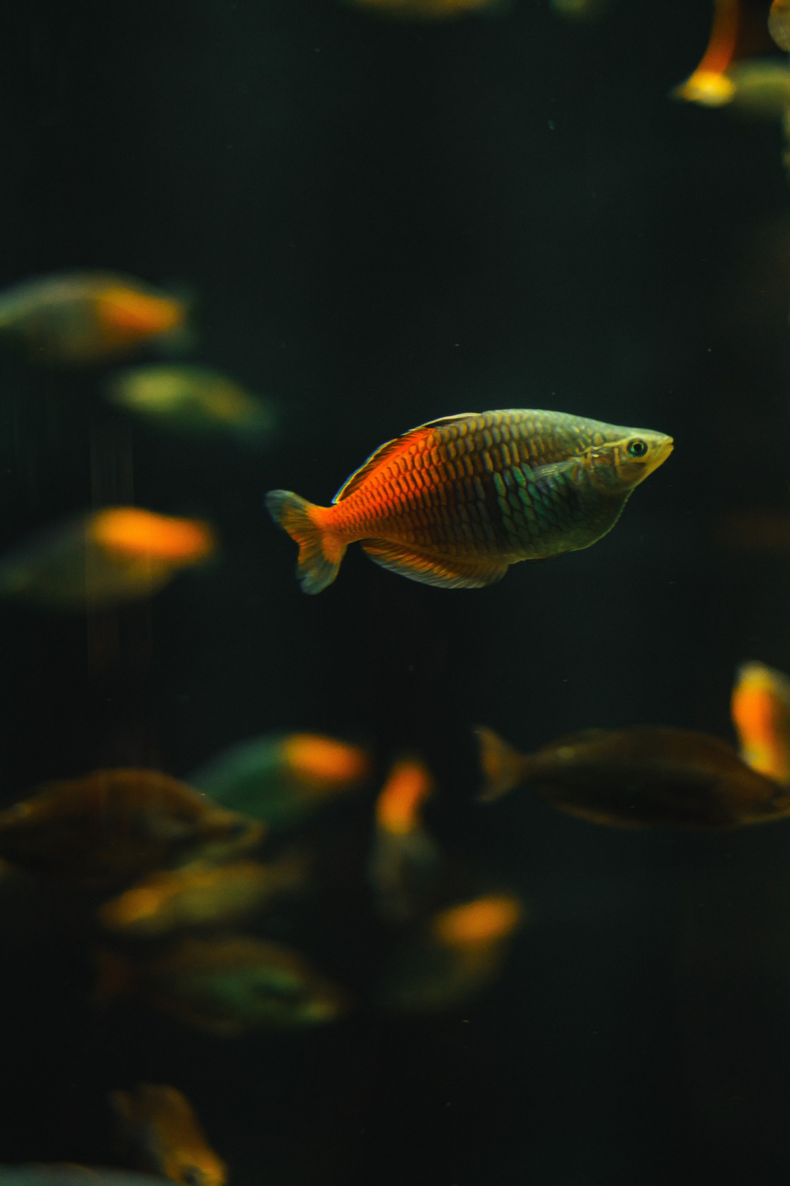 Океанариум. Фотограф Благовещенска Яна