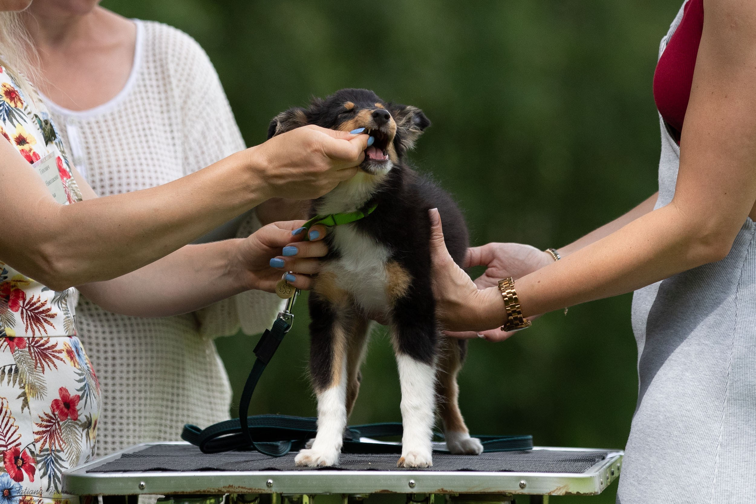 Репортаж с выводки молодняка колли/шелти в Ясенево. Фотограф-анималист в Москве и Московской области Татьяна Фролова
