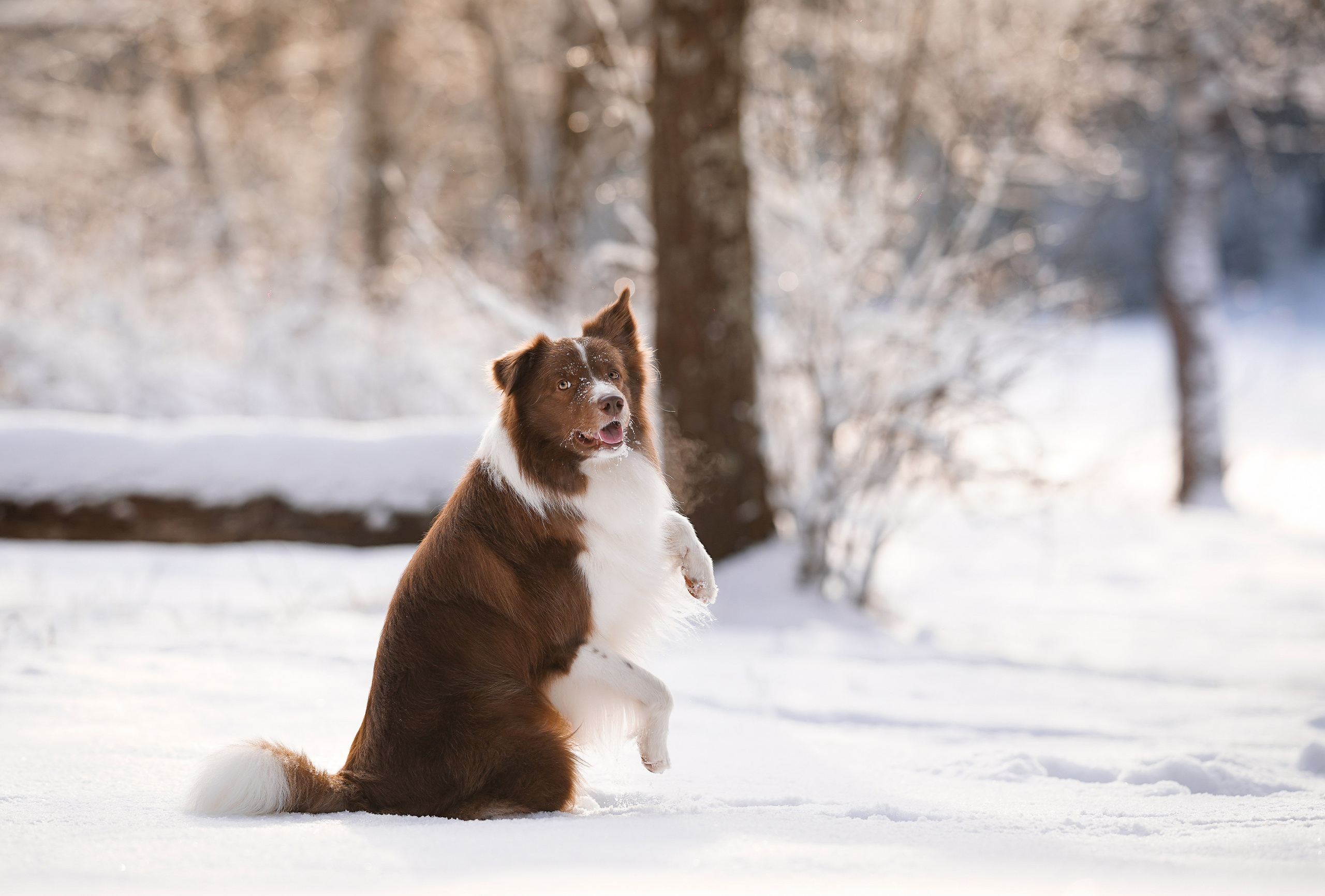 Катя и Ская. Фотограф-анималист в Санкт-Петербурге Яна Мартынова